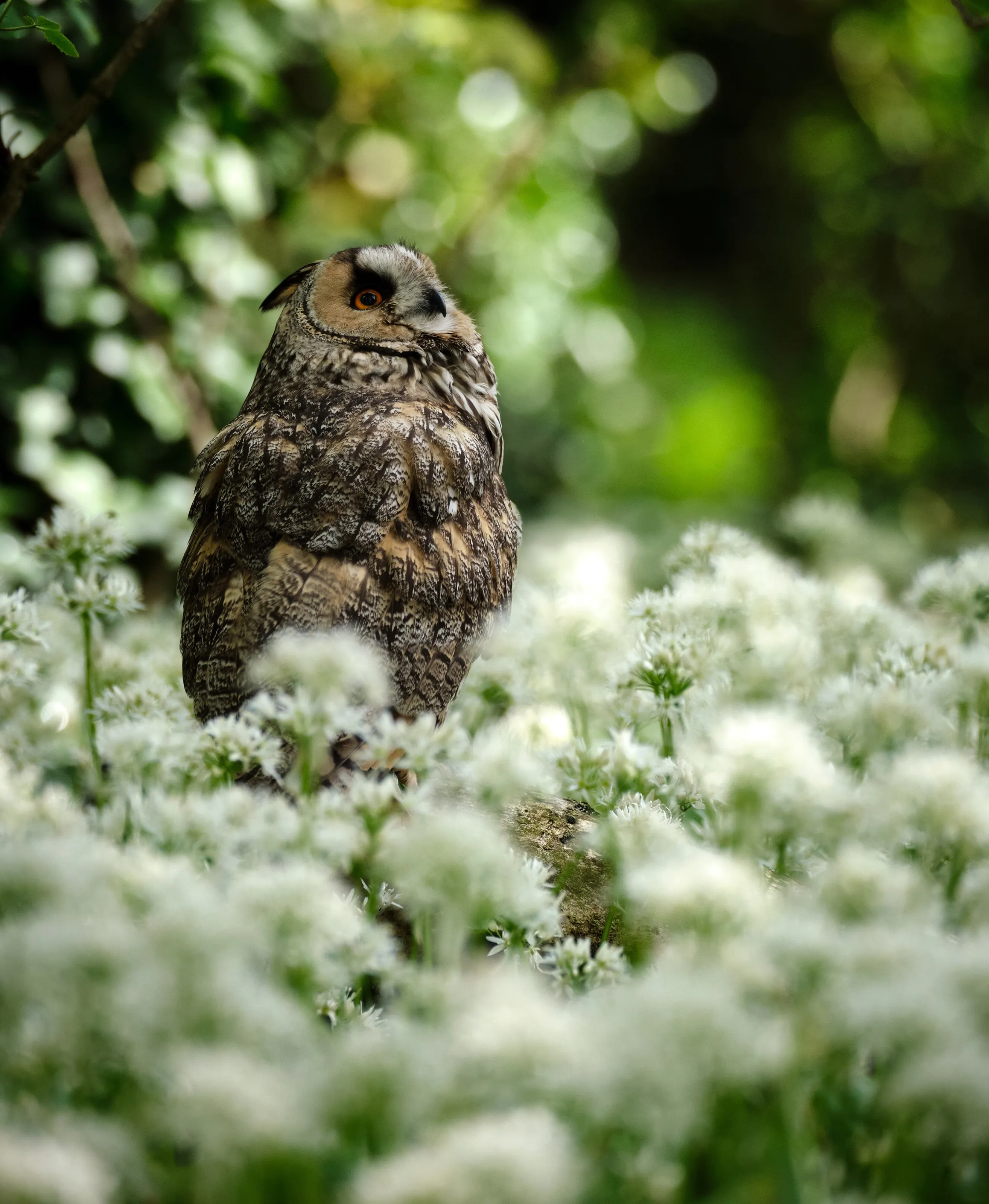 Wide eyed owl