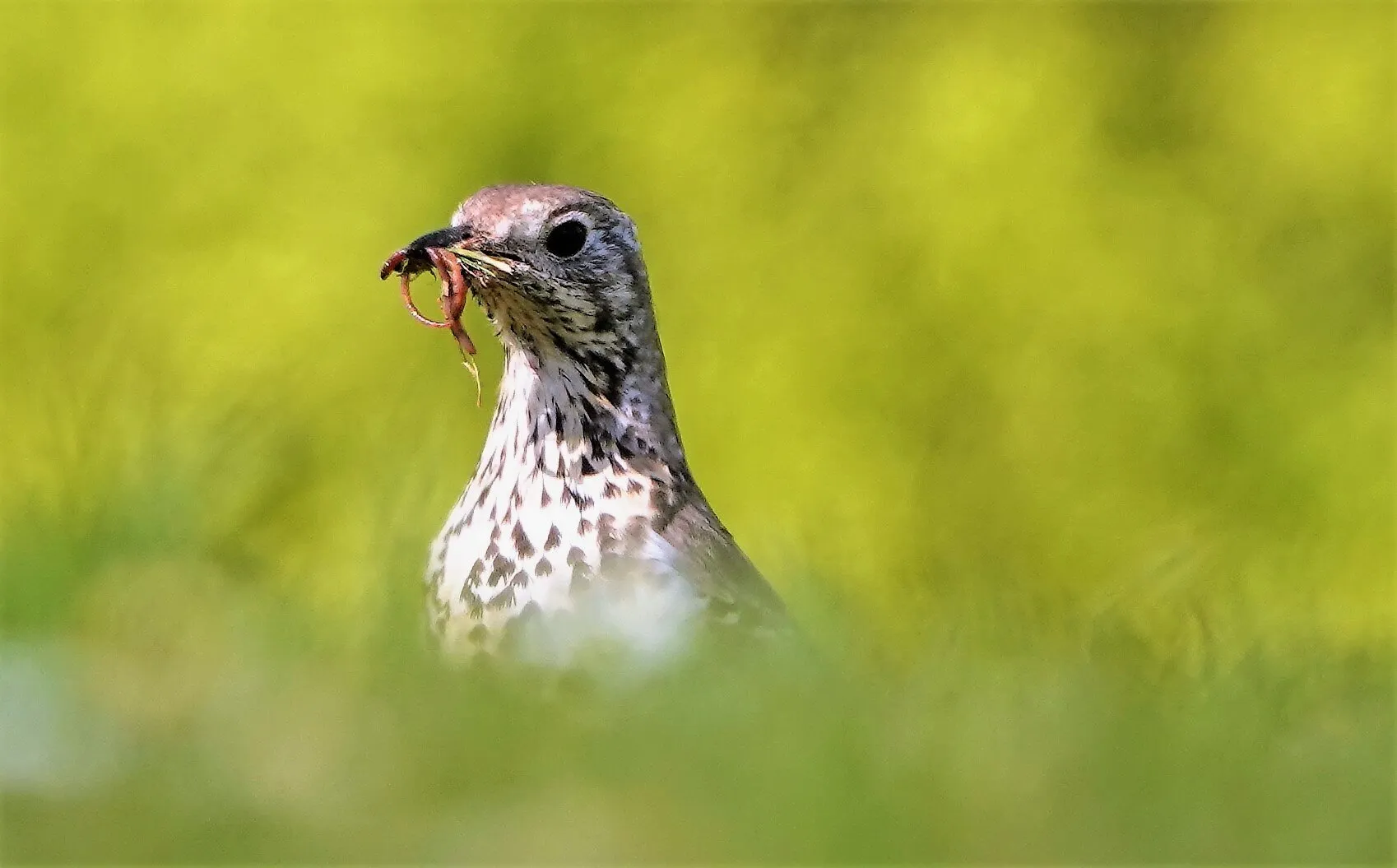Entry 10782240
