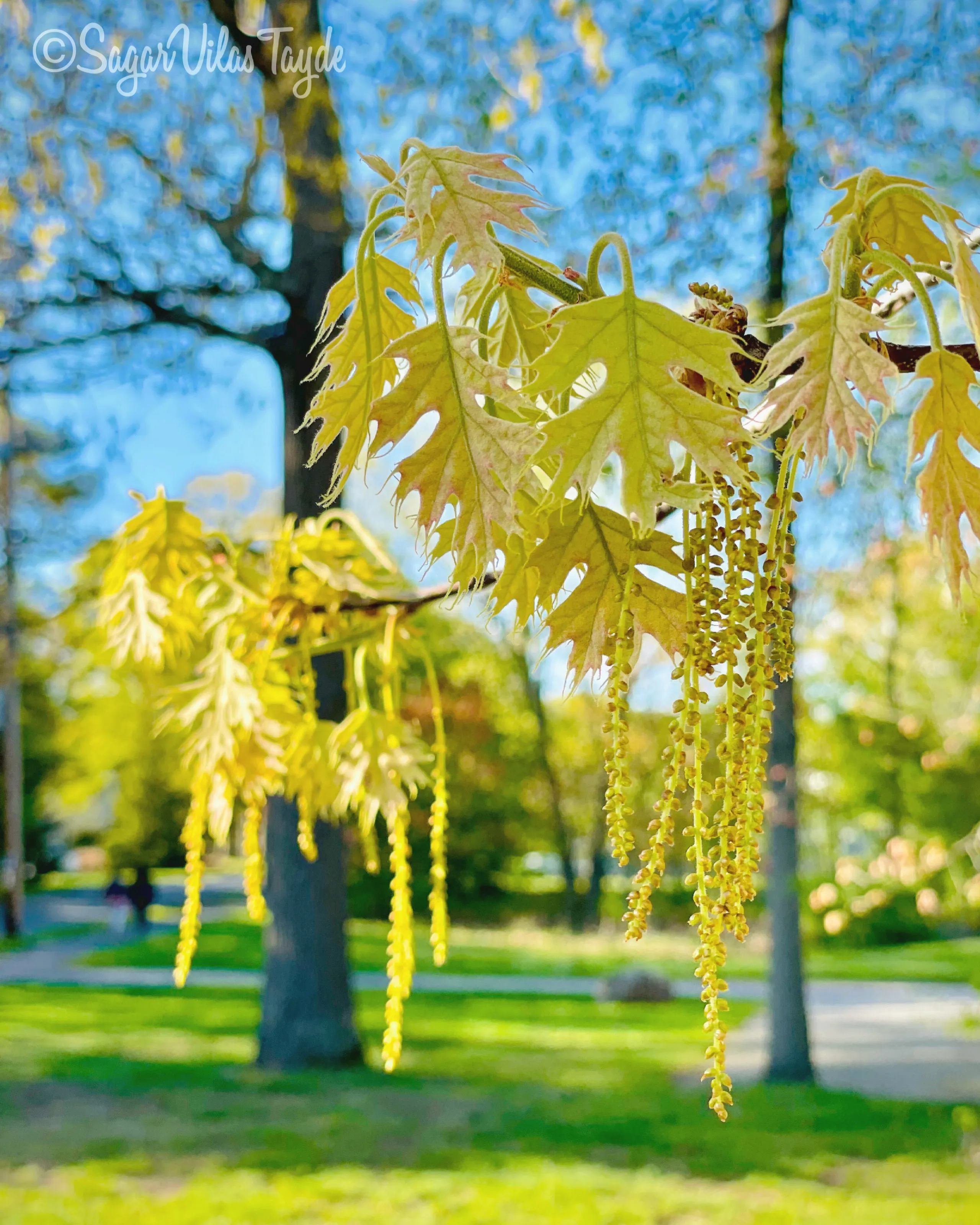 Golden leaves