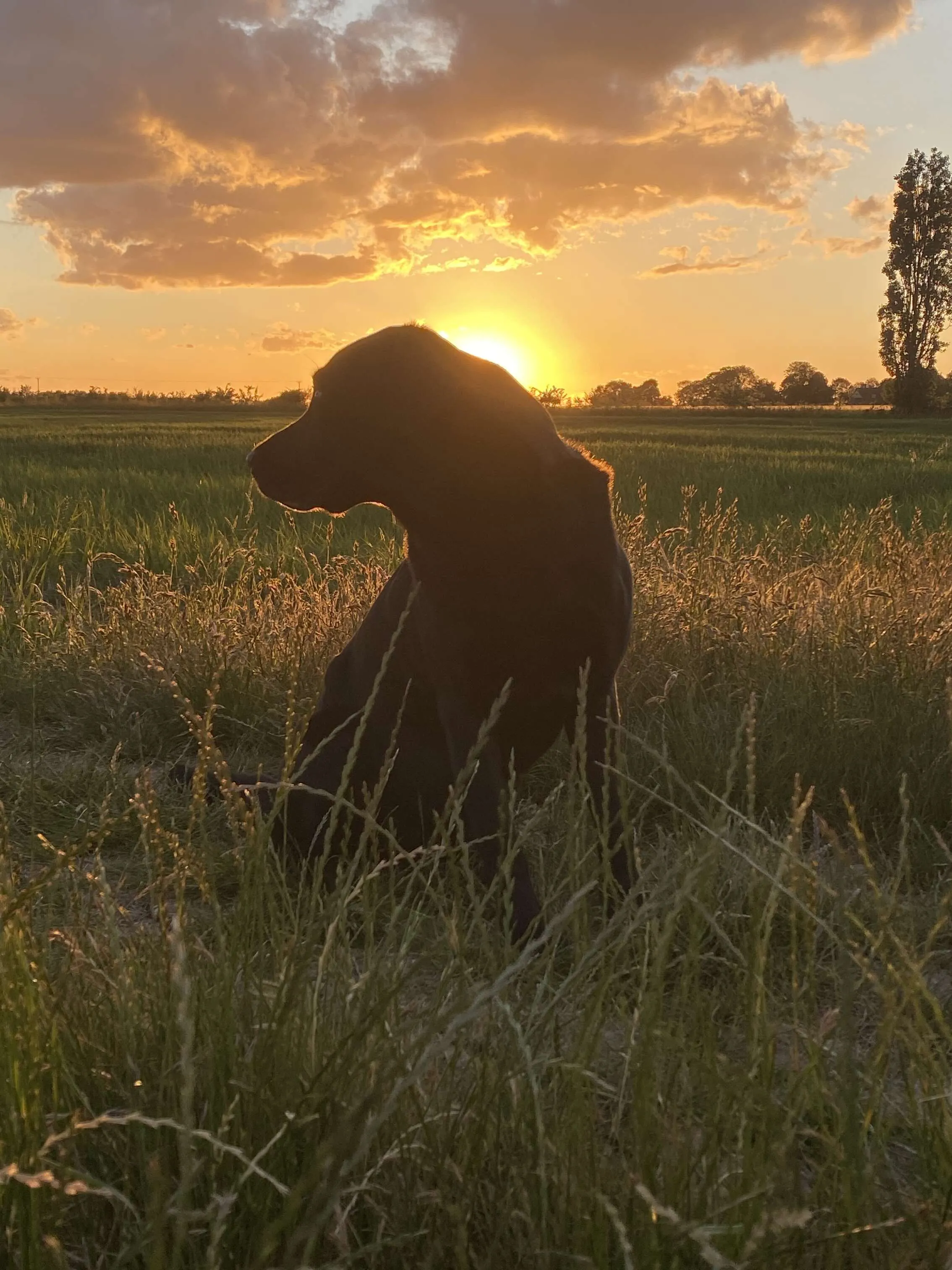 A Dogs Day