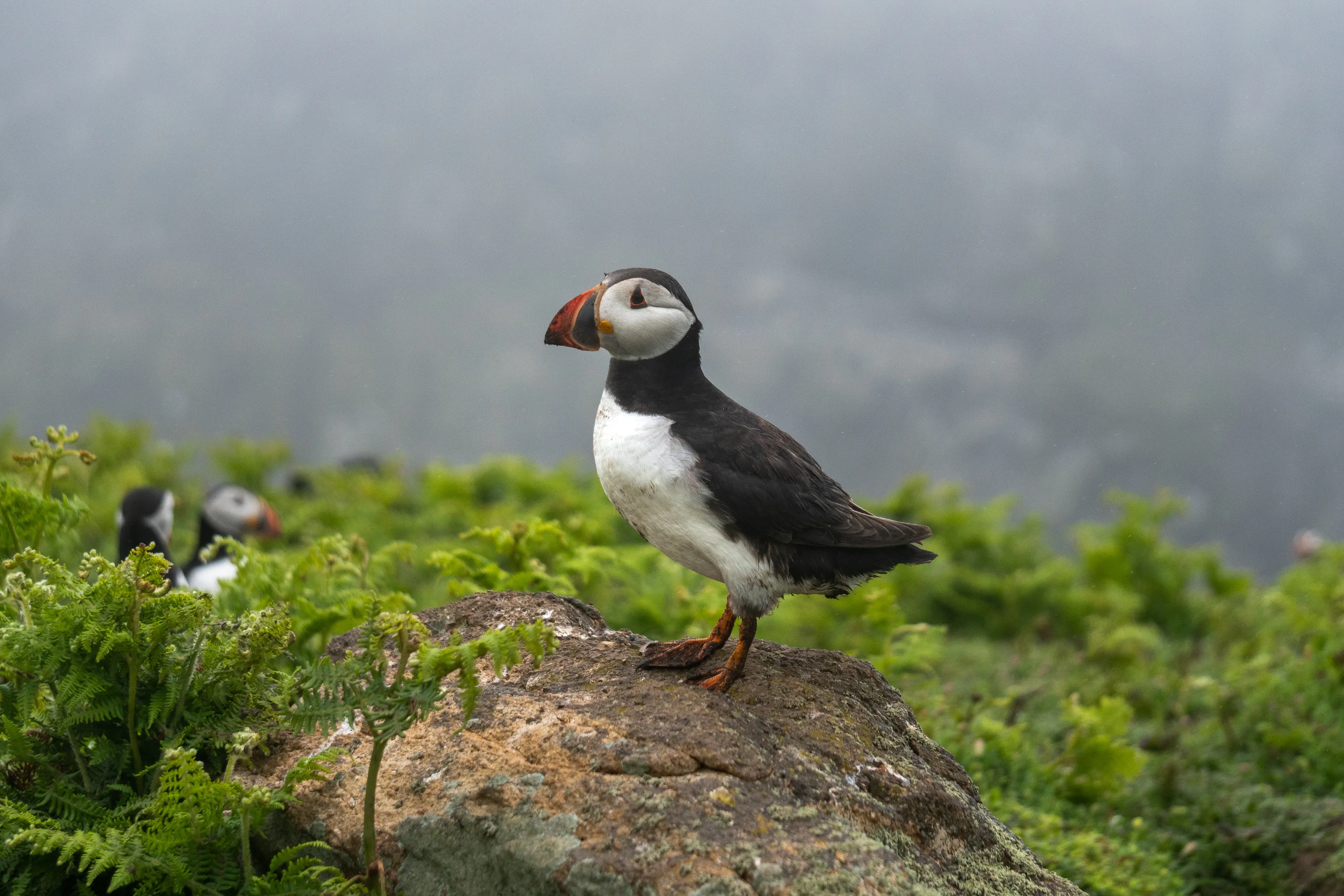 Puffin