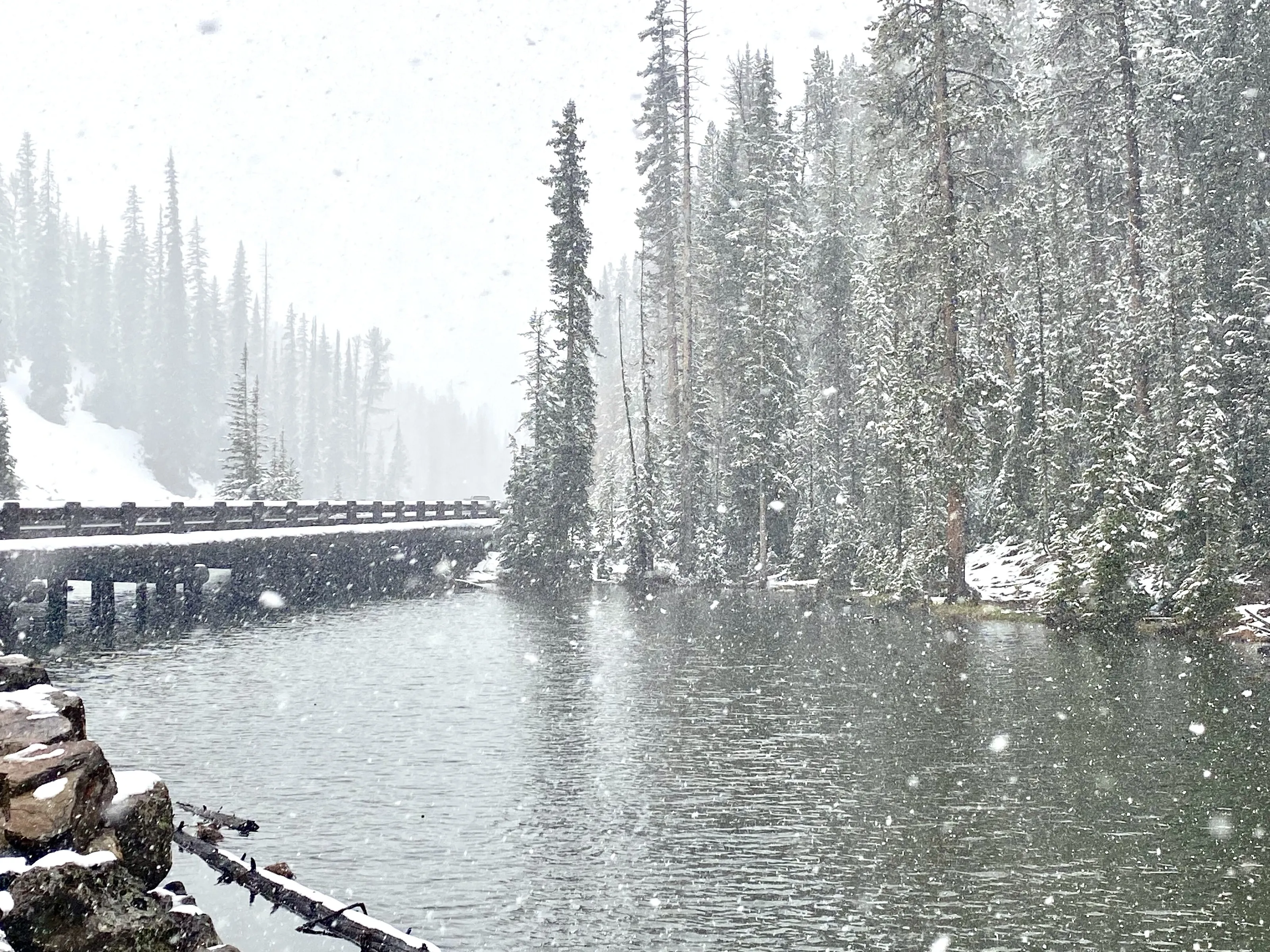 Snowy day at Yellowstone