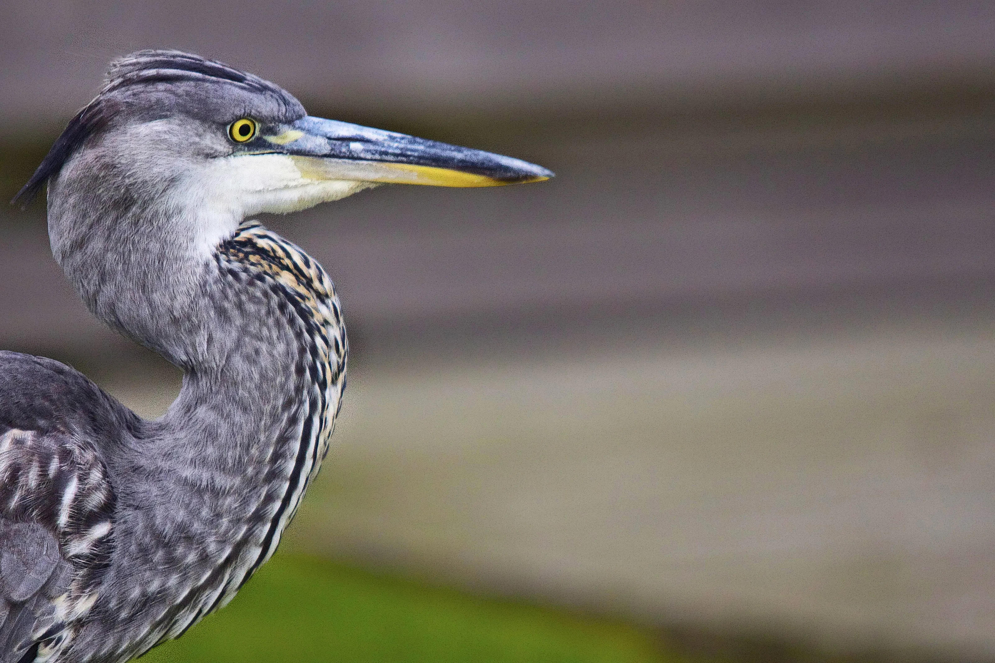 Grey Heron