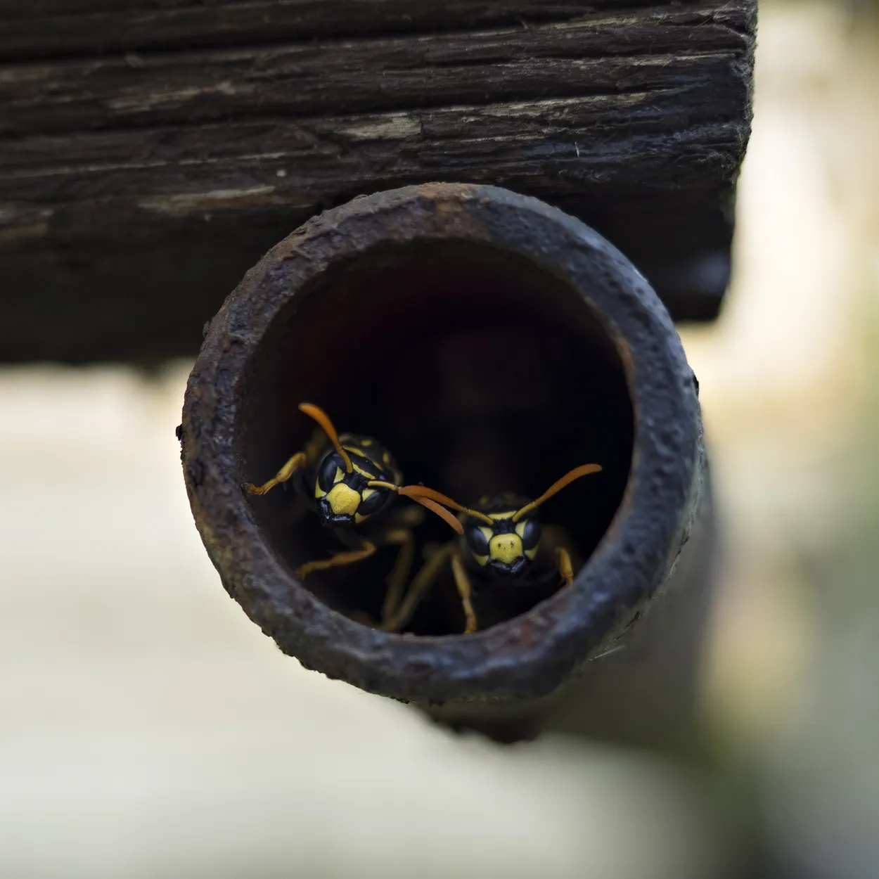 Entry 737680