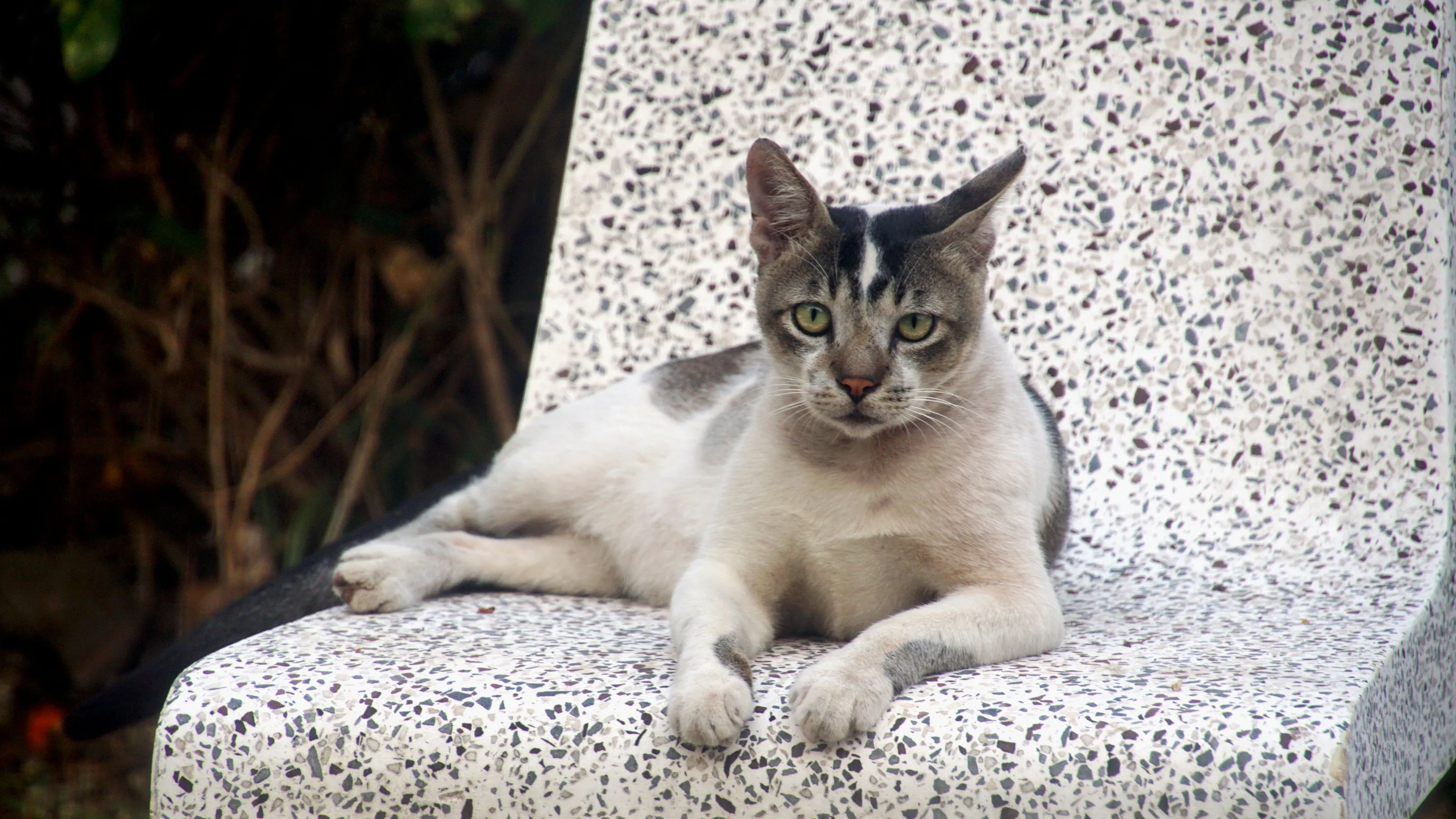 Cat on a Bench