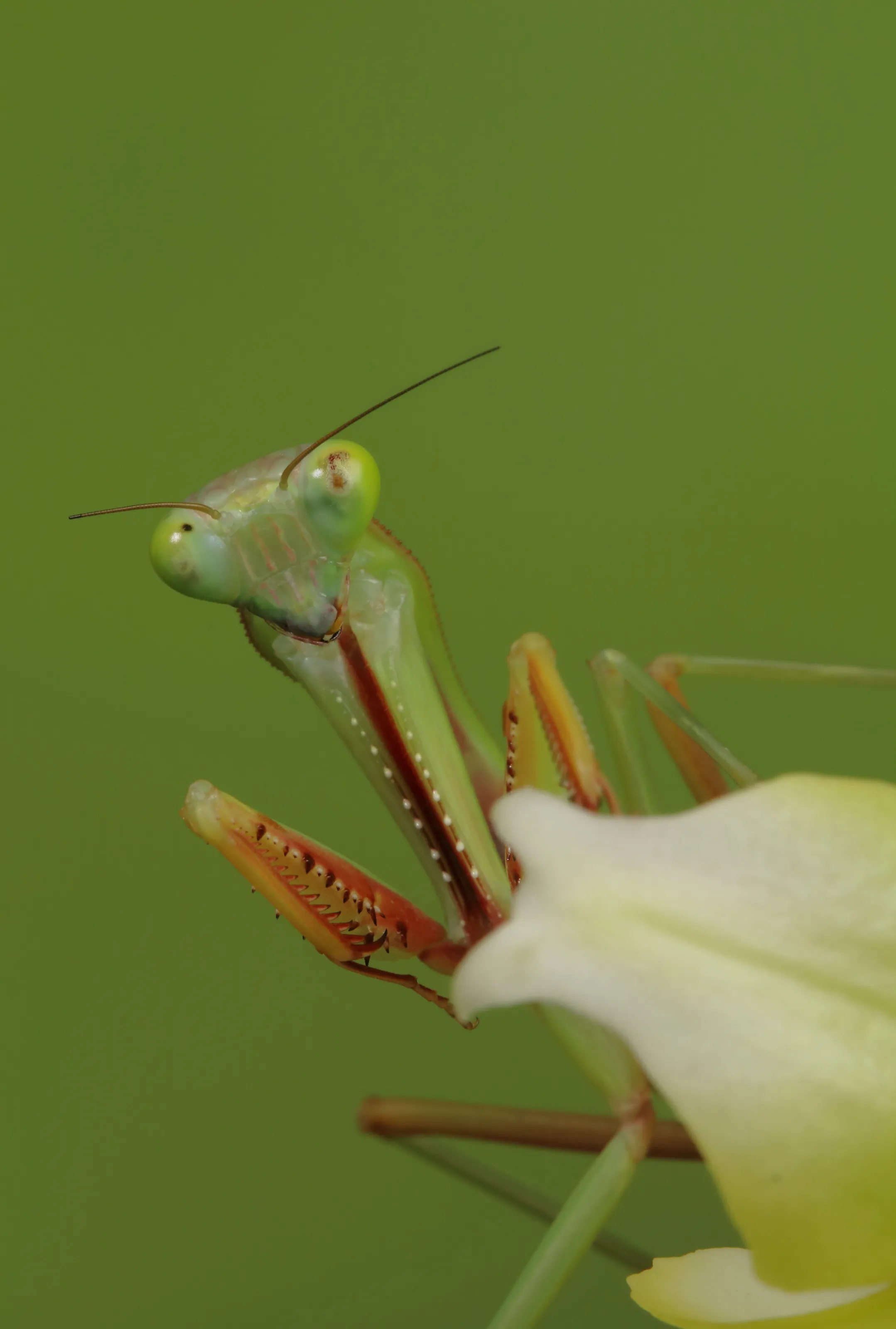 Praying Mantis on white flower