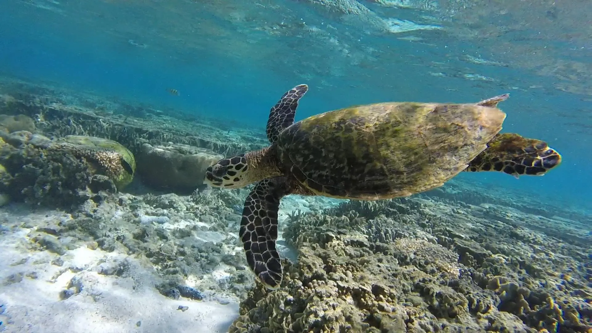 "I'd Like to be Under the Sea"