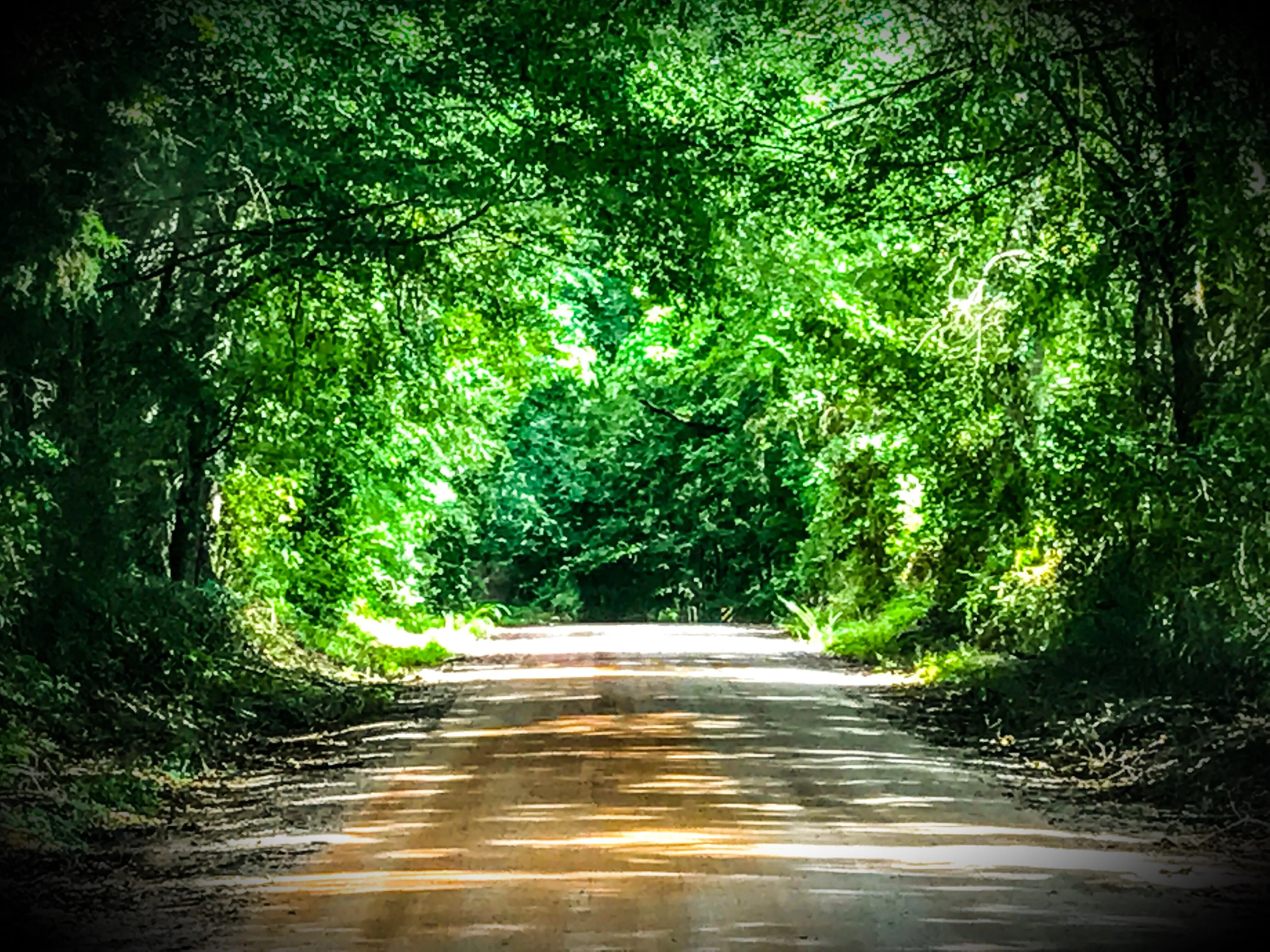 Dirt Road Sunlight