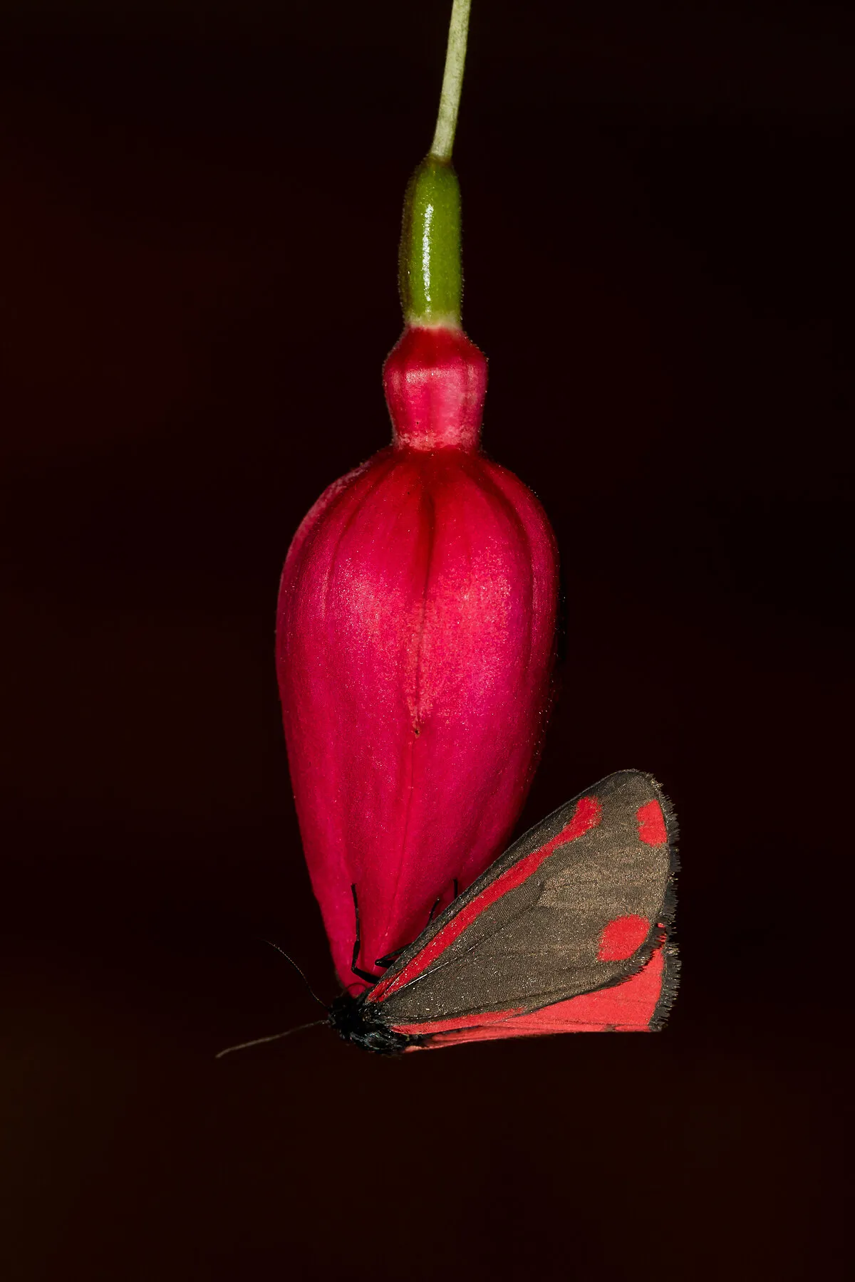 Cinnabar Moth on Fuchsia
