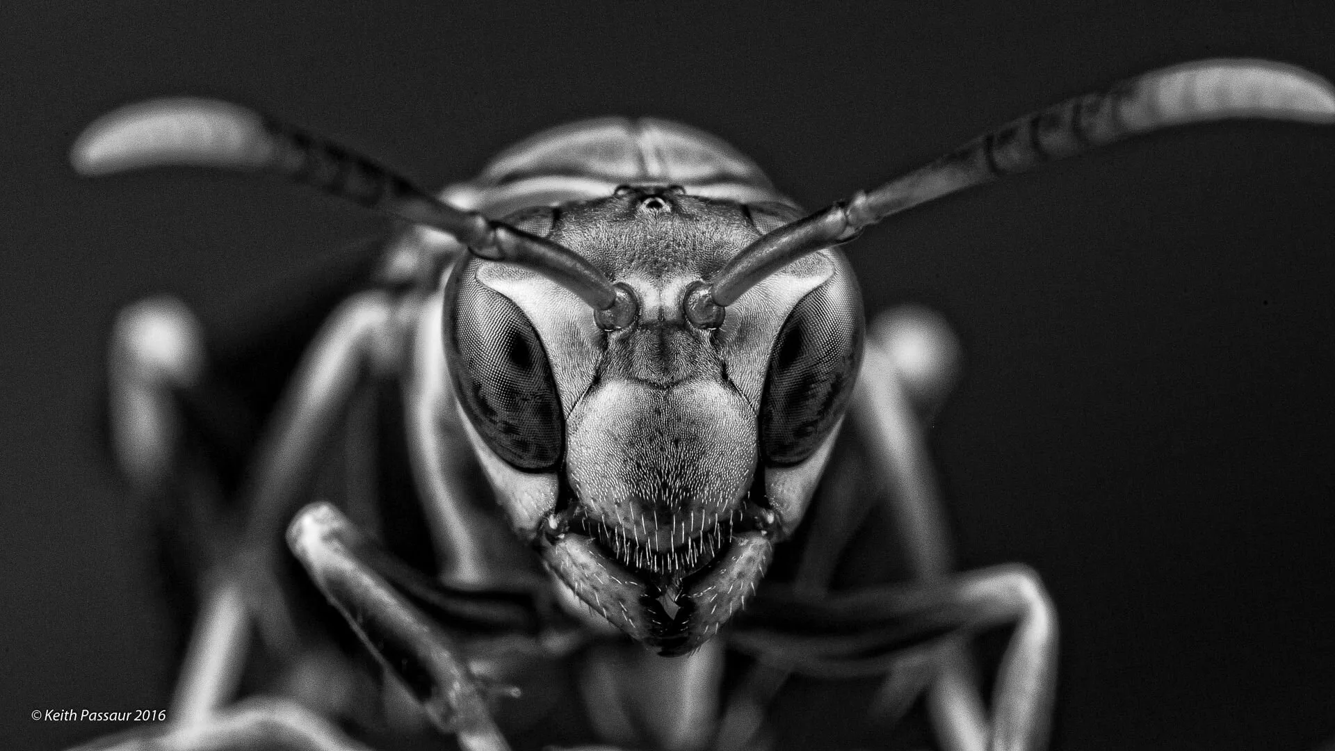 Wally the Wasp