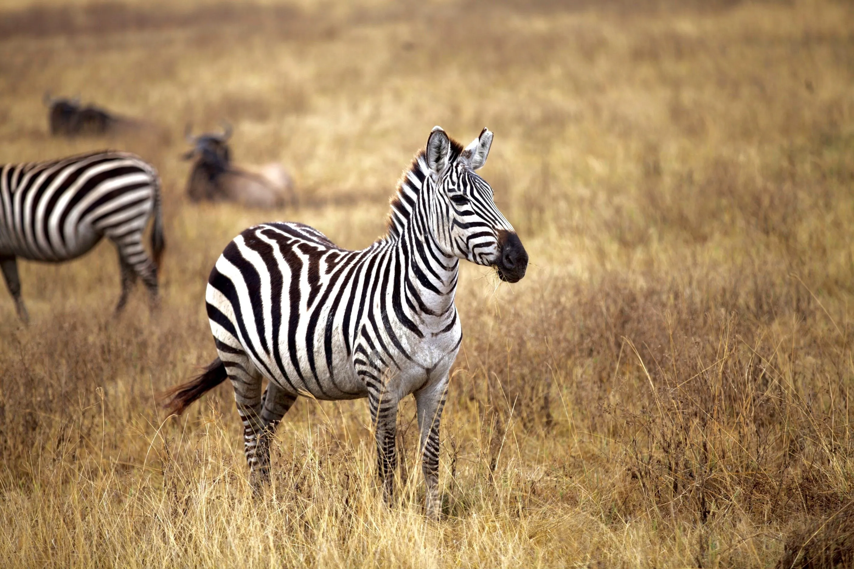 Zebra