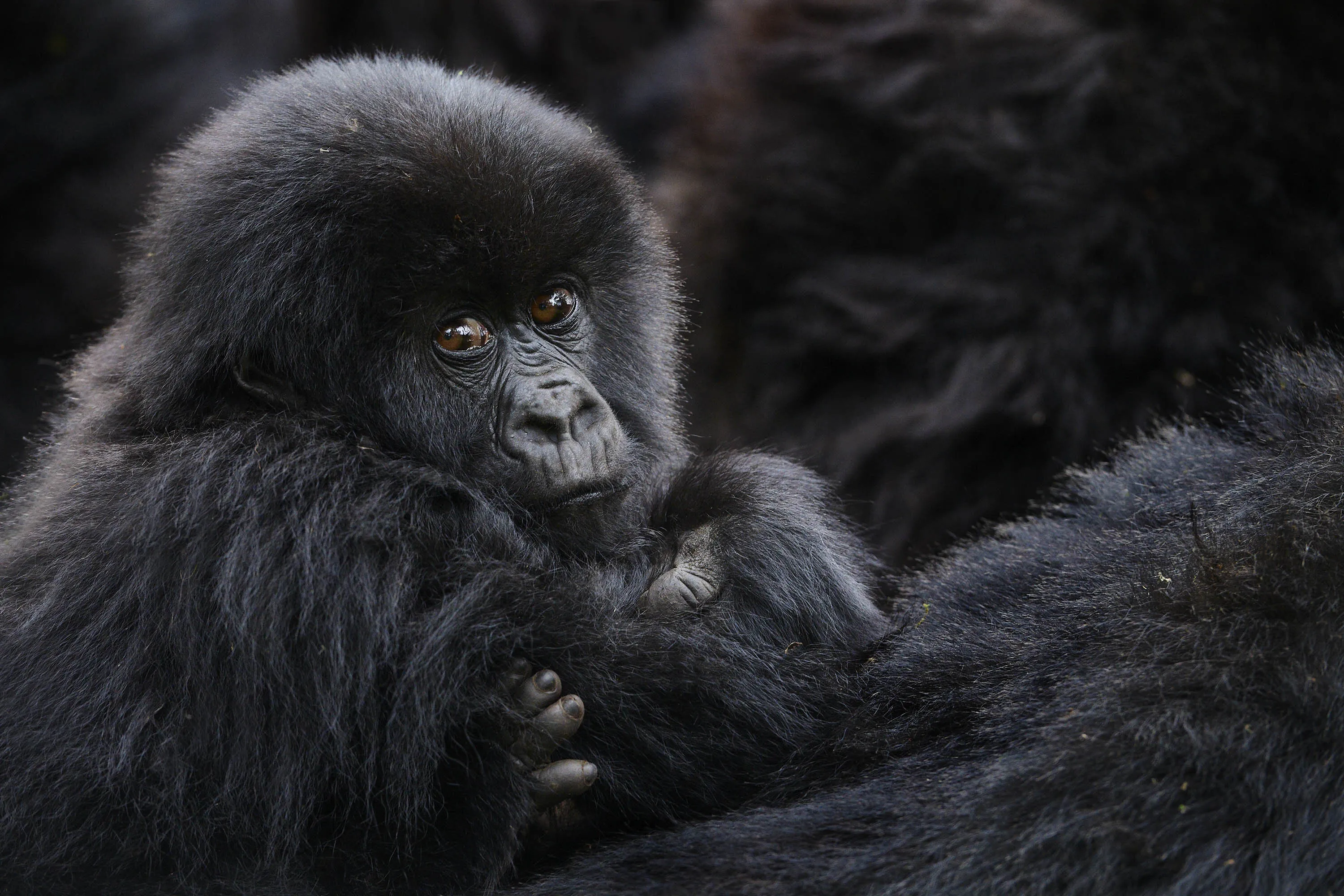Young Mountain Gorilla of Isabukuru group