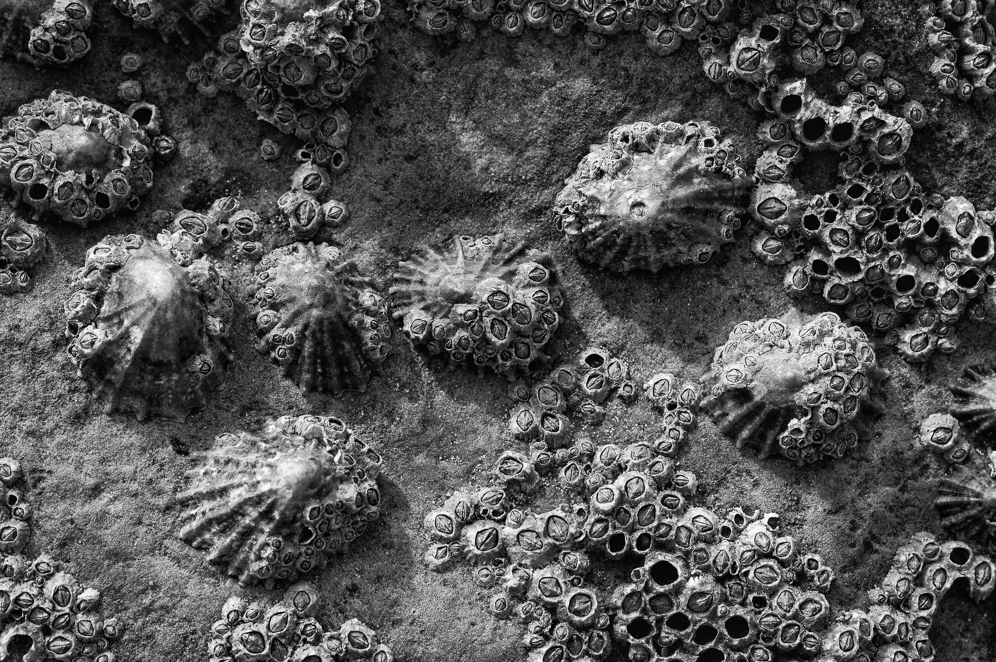 Rockshells