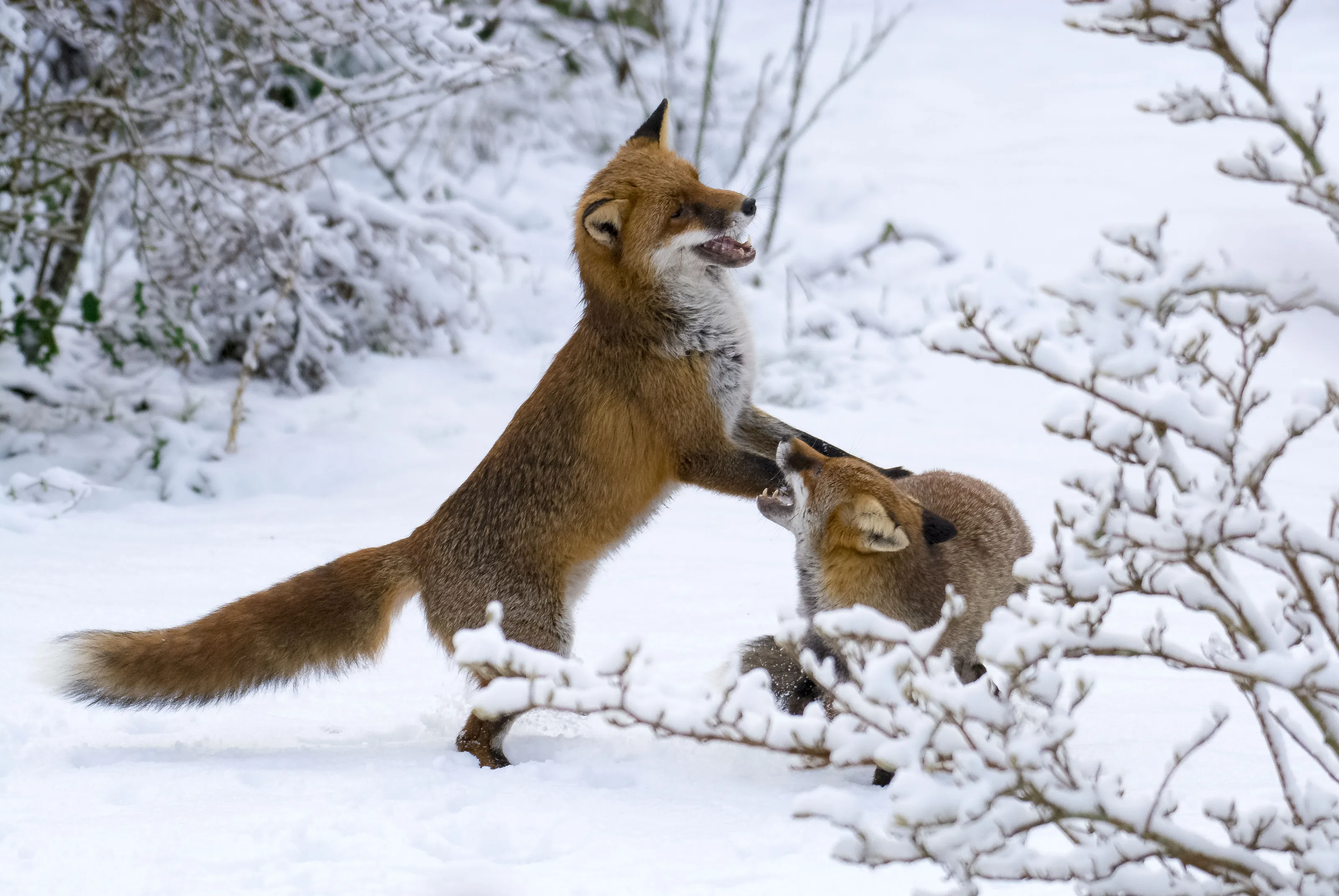 Foxes playing in the snow