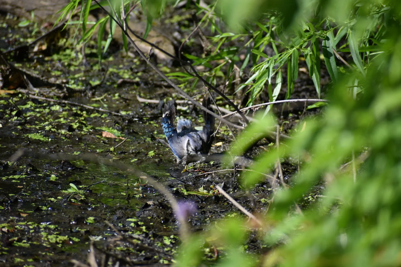 Bluejay cooling off in the mud