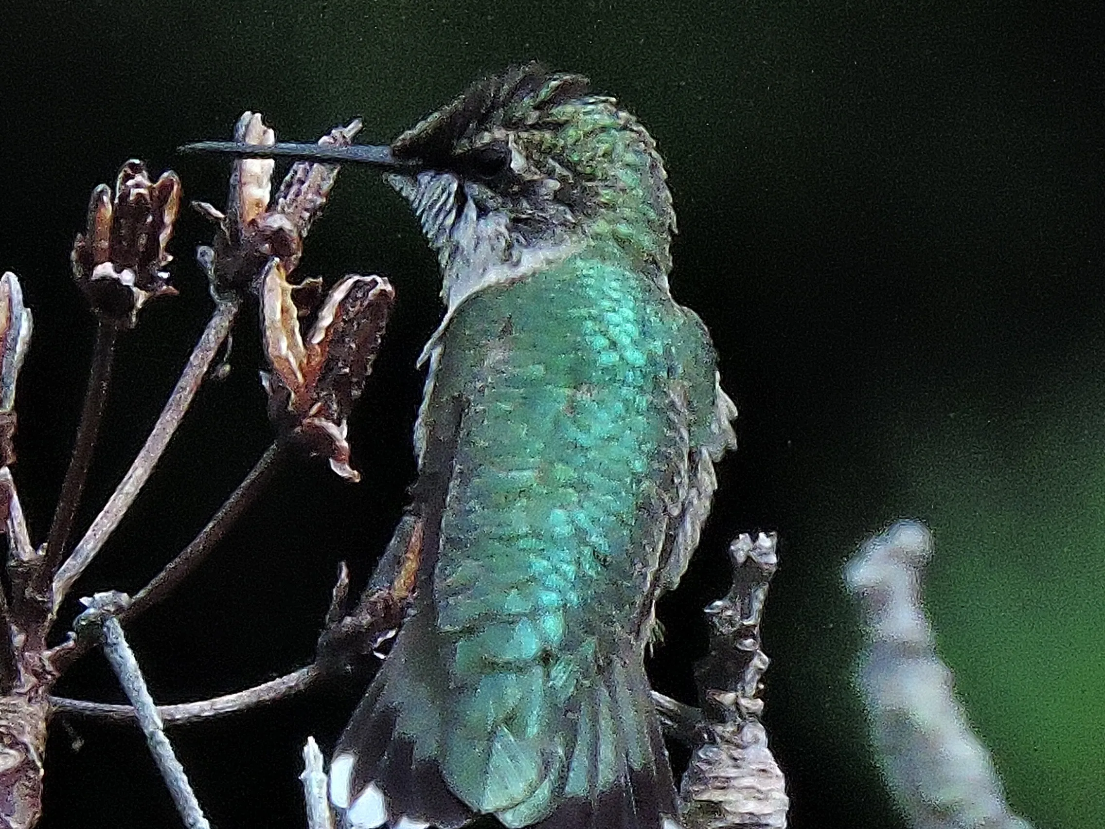 Humming bird