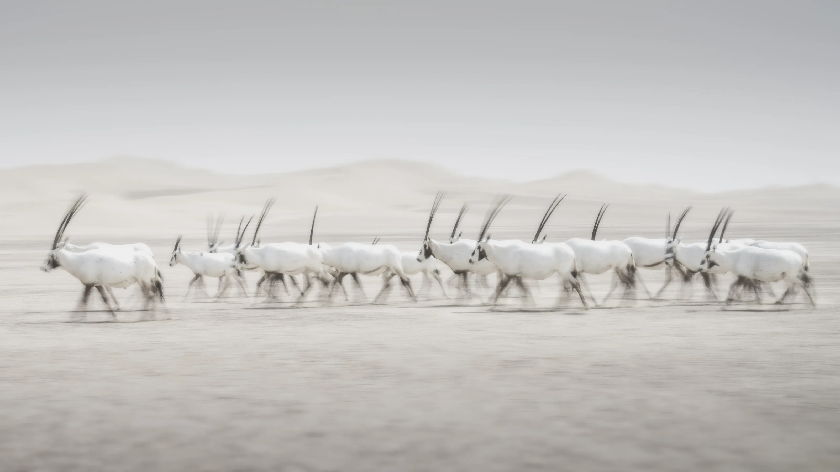 The motion of the herd