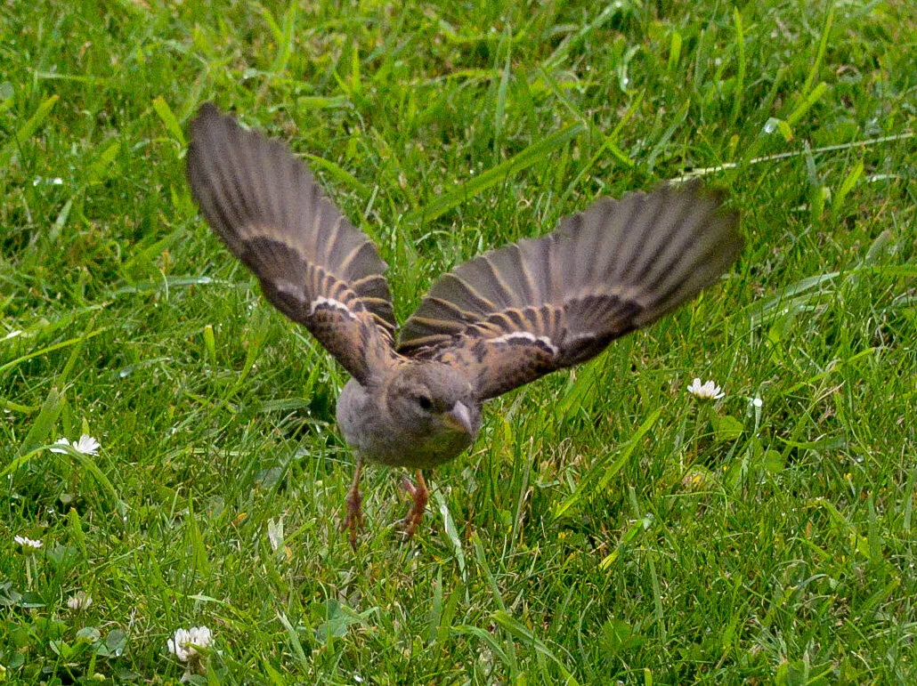 flight