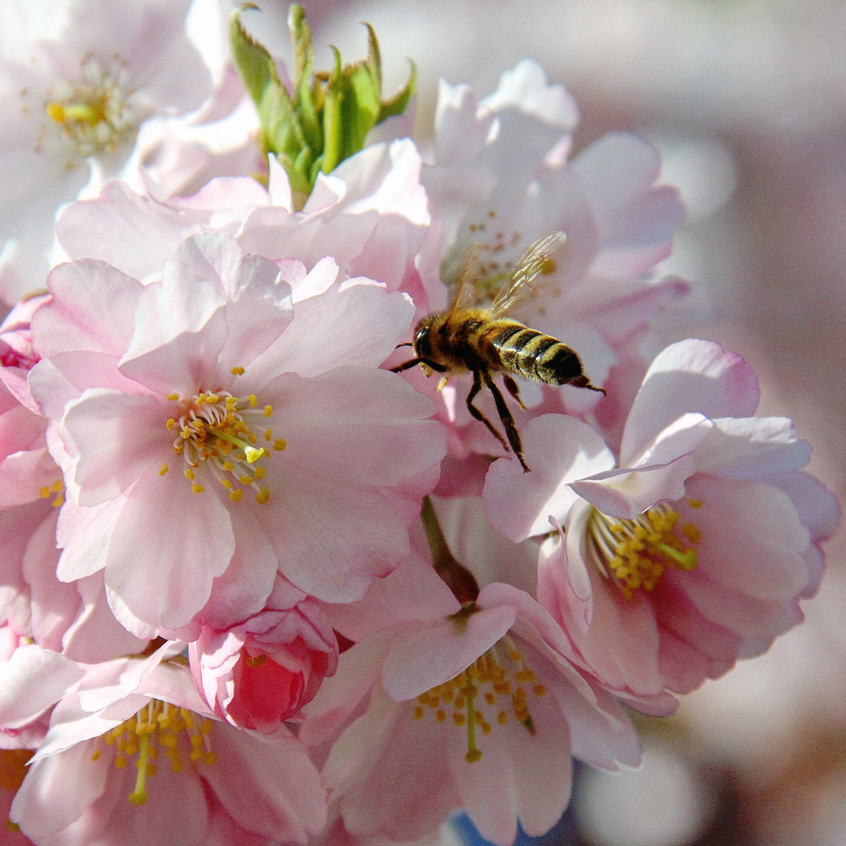 Cherry Blossom