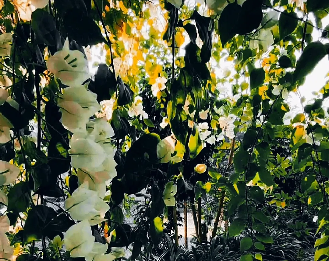 Blossom