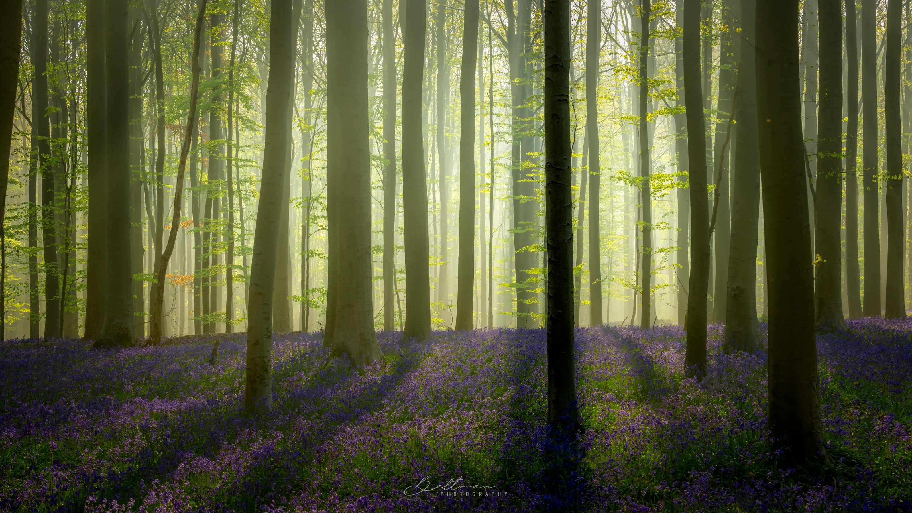 Light between the trees