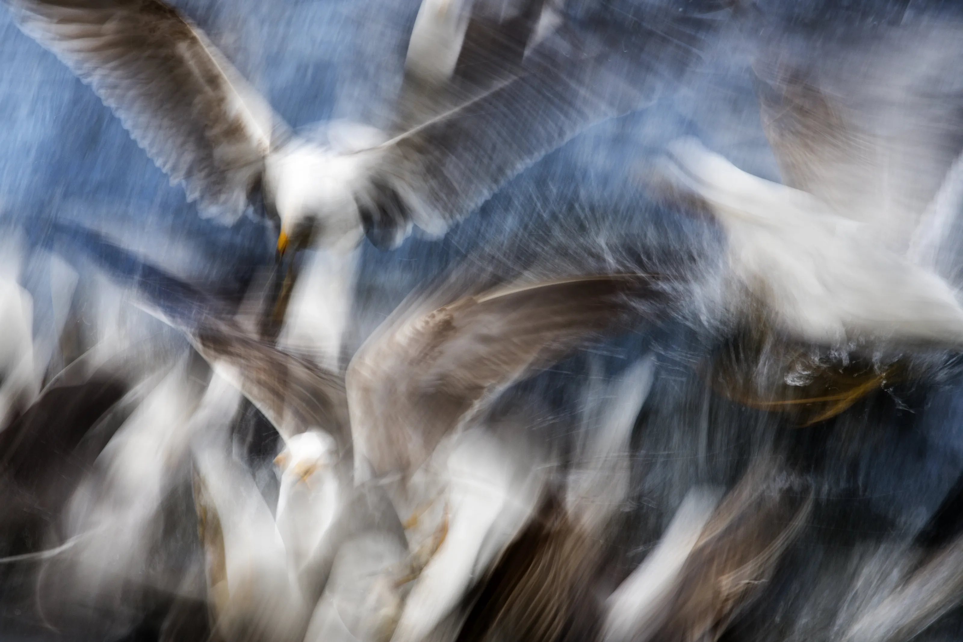 Gull Feeding Frenzy