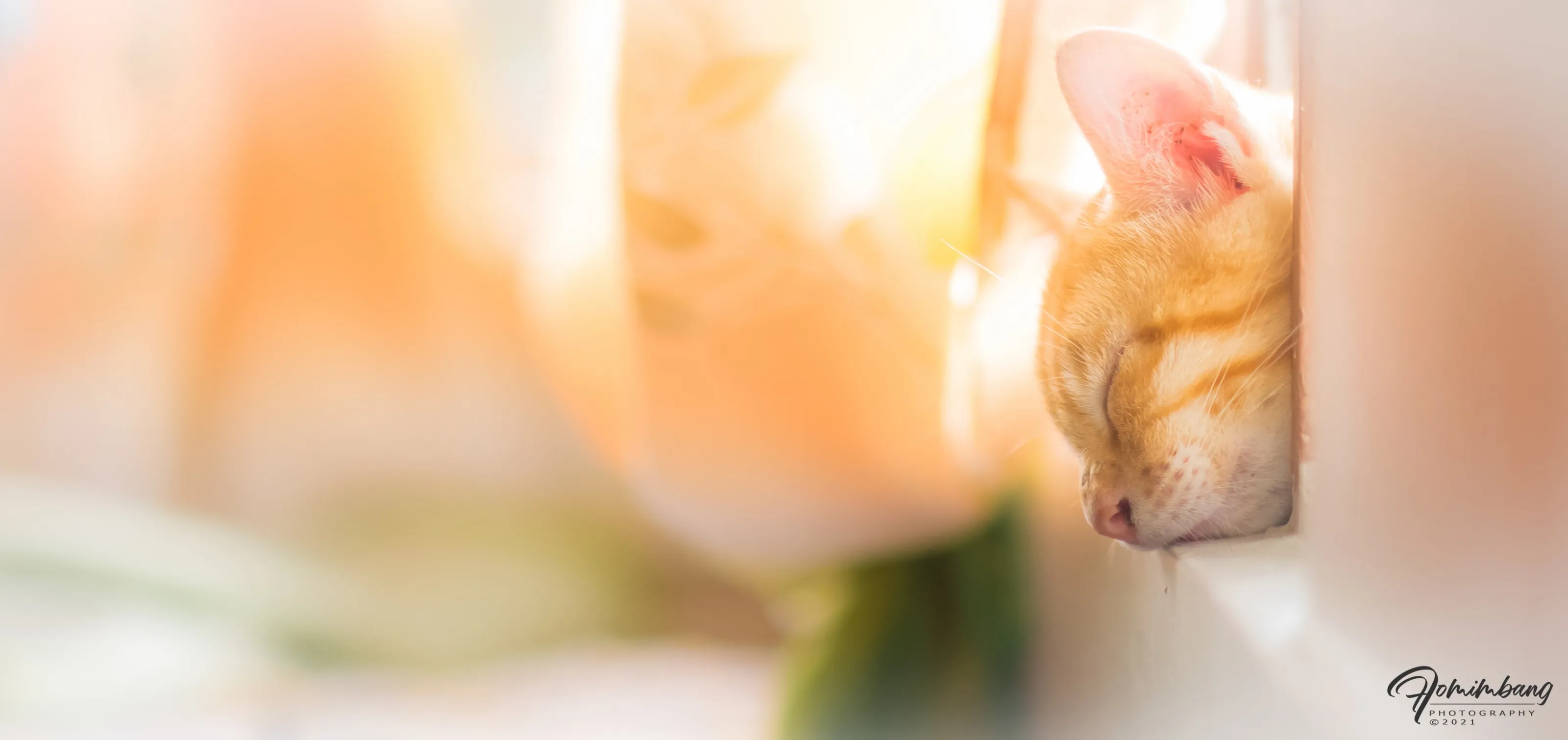 Cat Nap