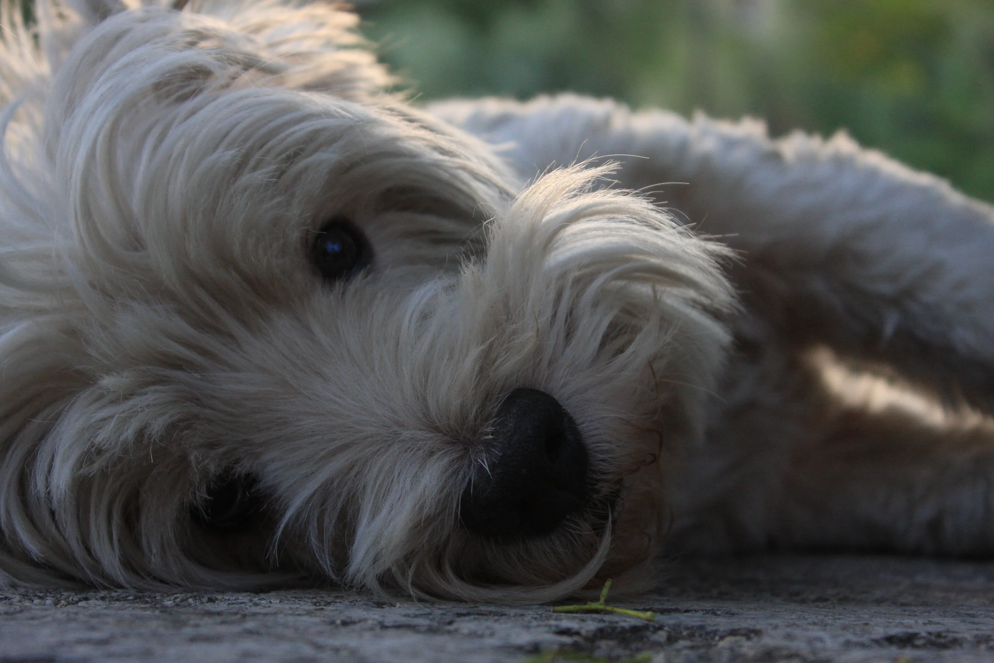 Laying on the Ground