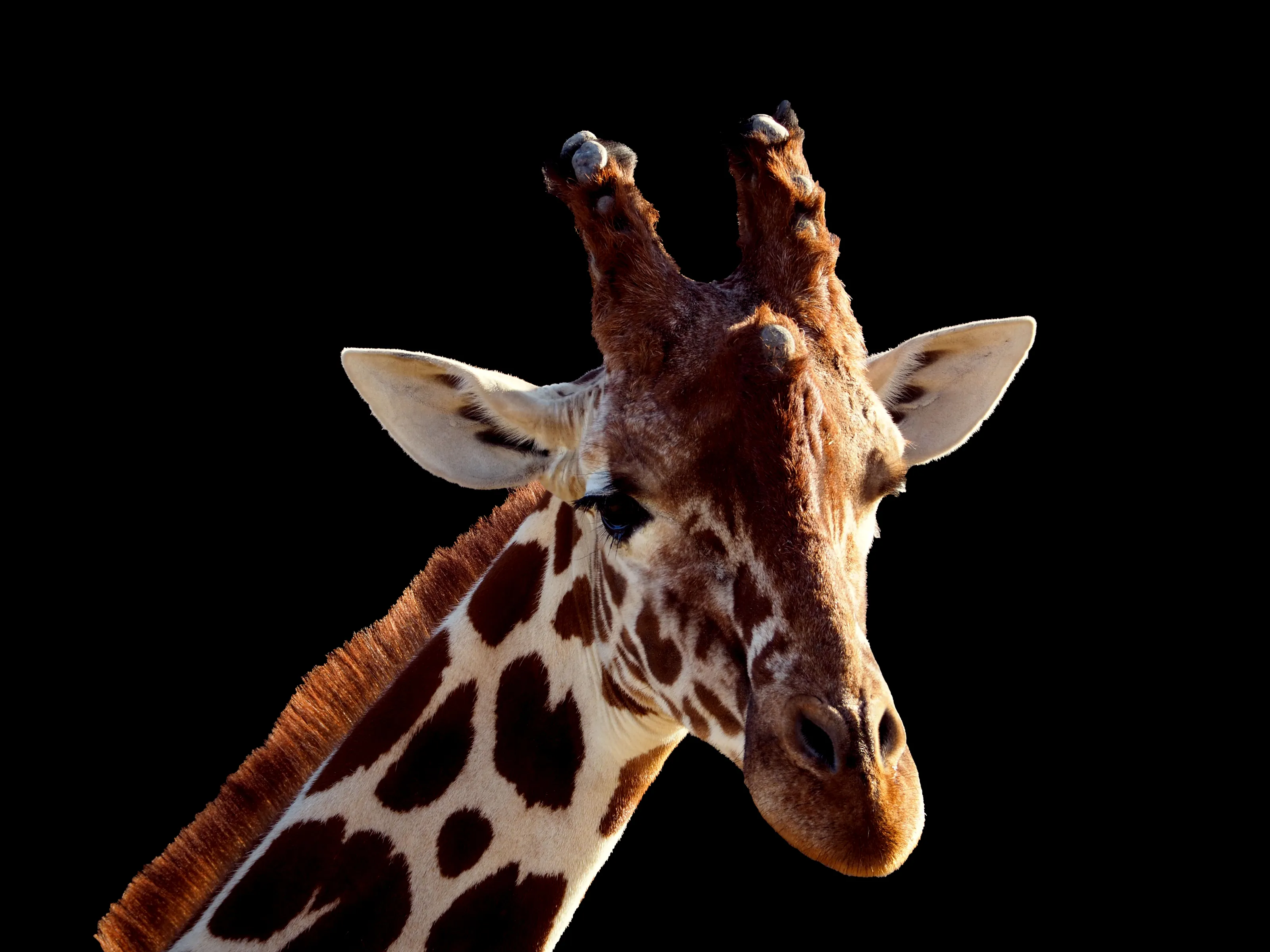 Giraffe study