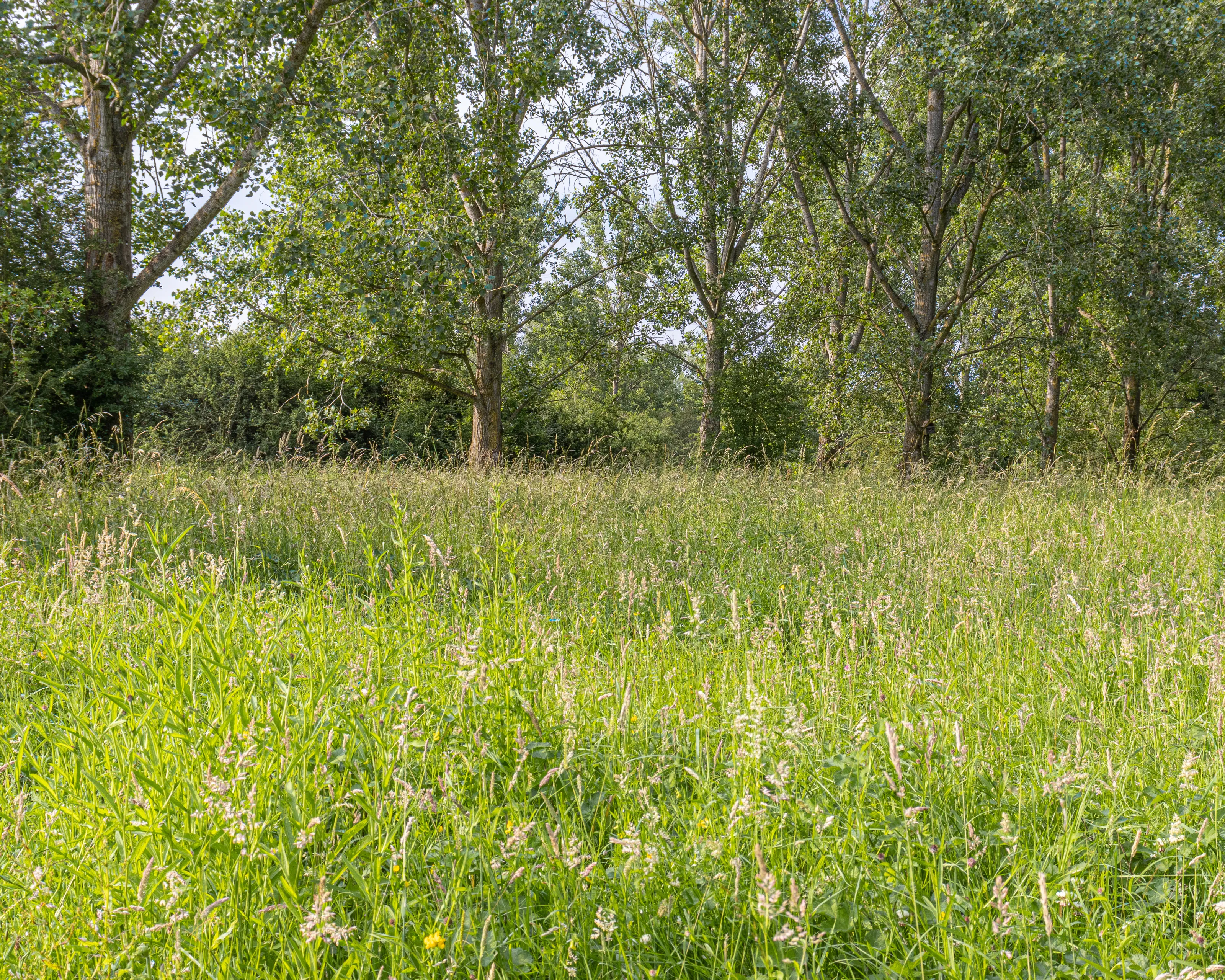 Green Meadow