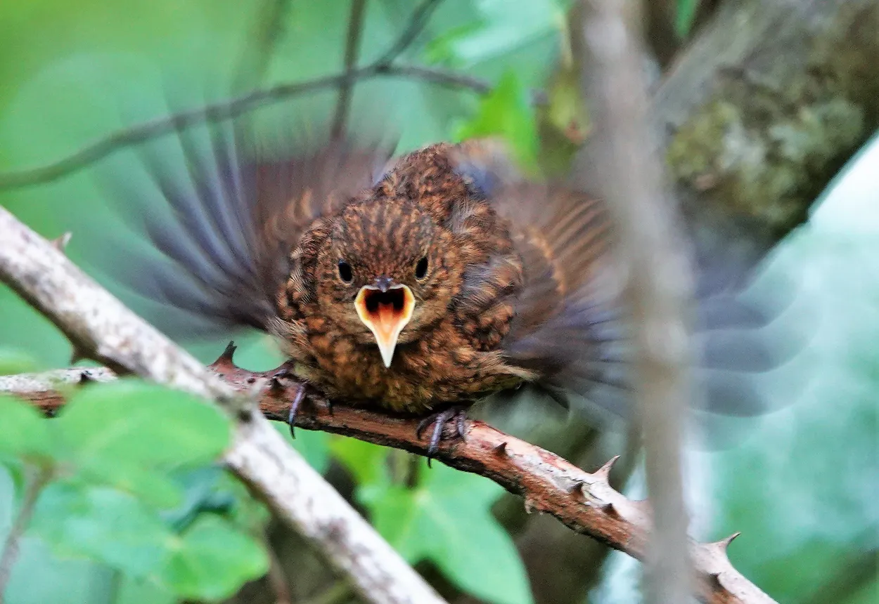 Entry 12525474