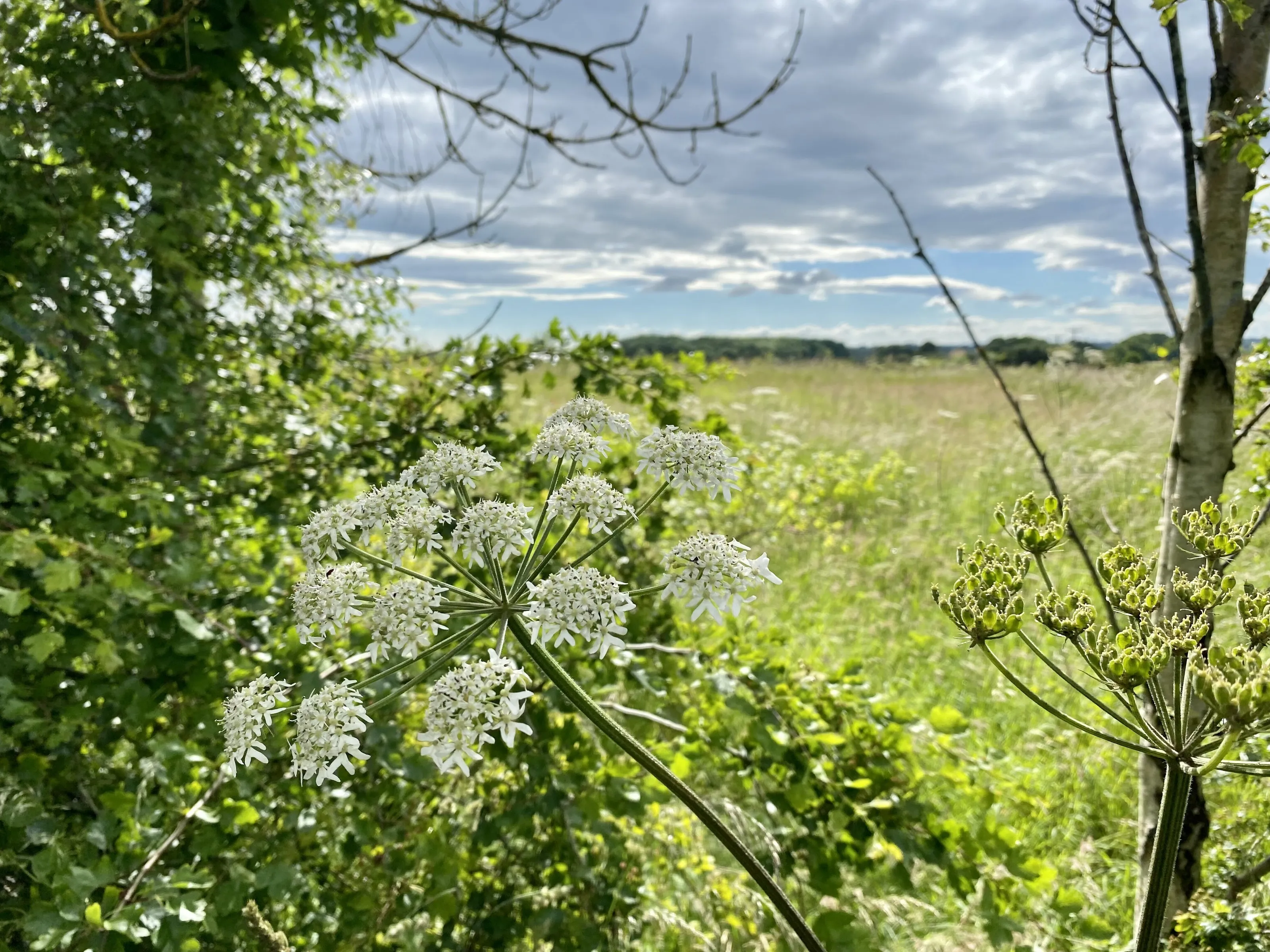 Walk through the fields