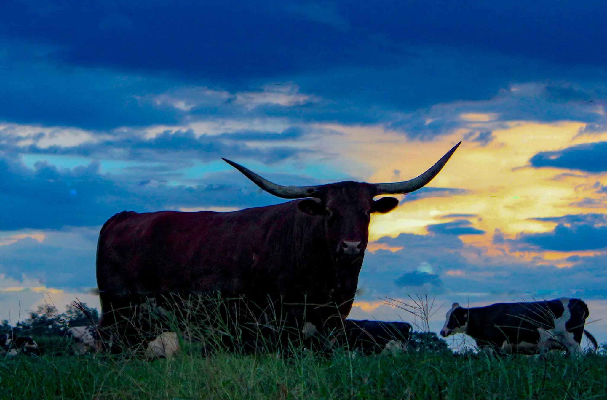 Bull at sunset