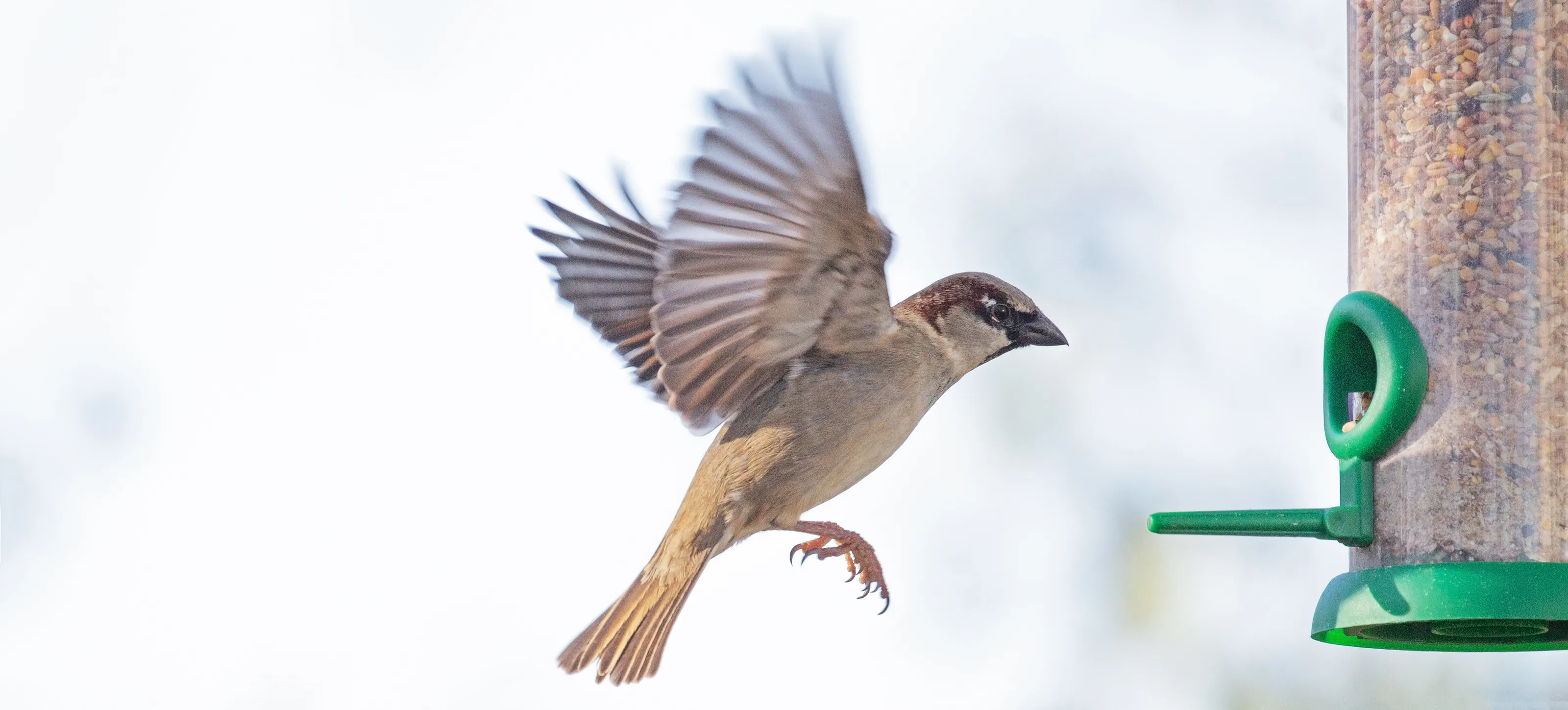 Flight to the Feeder