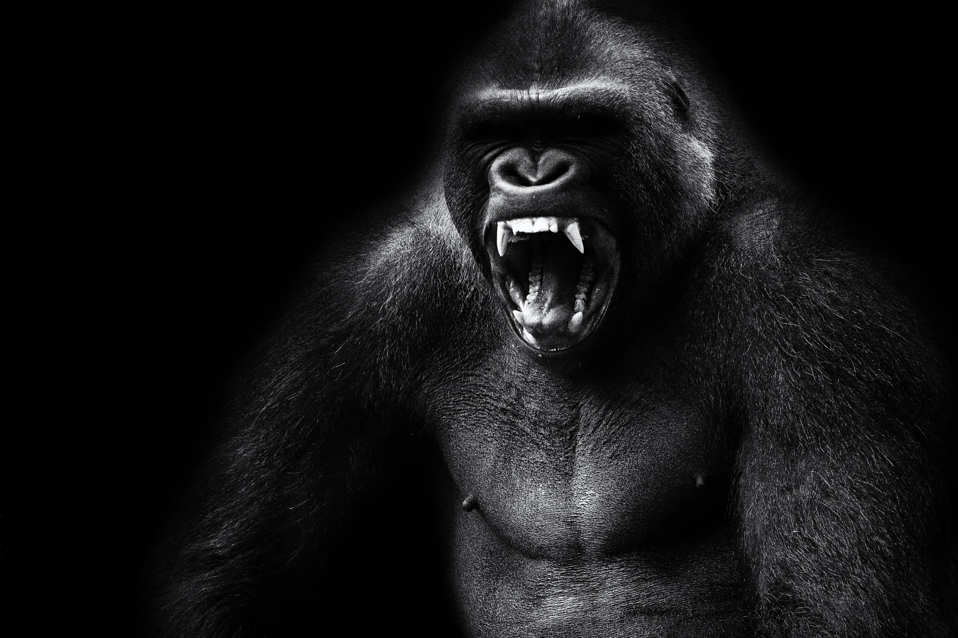 Kong