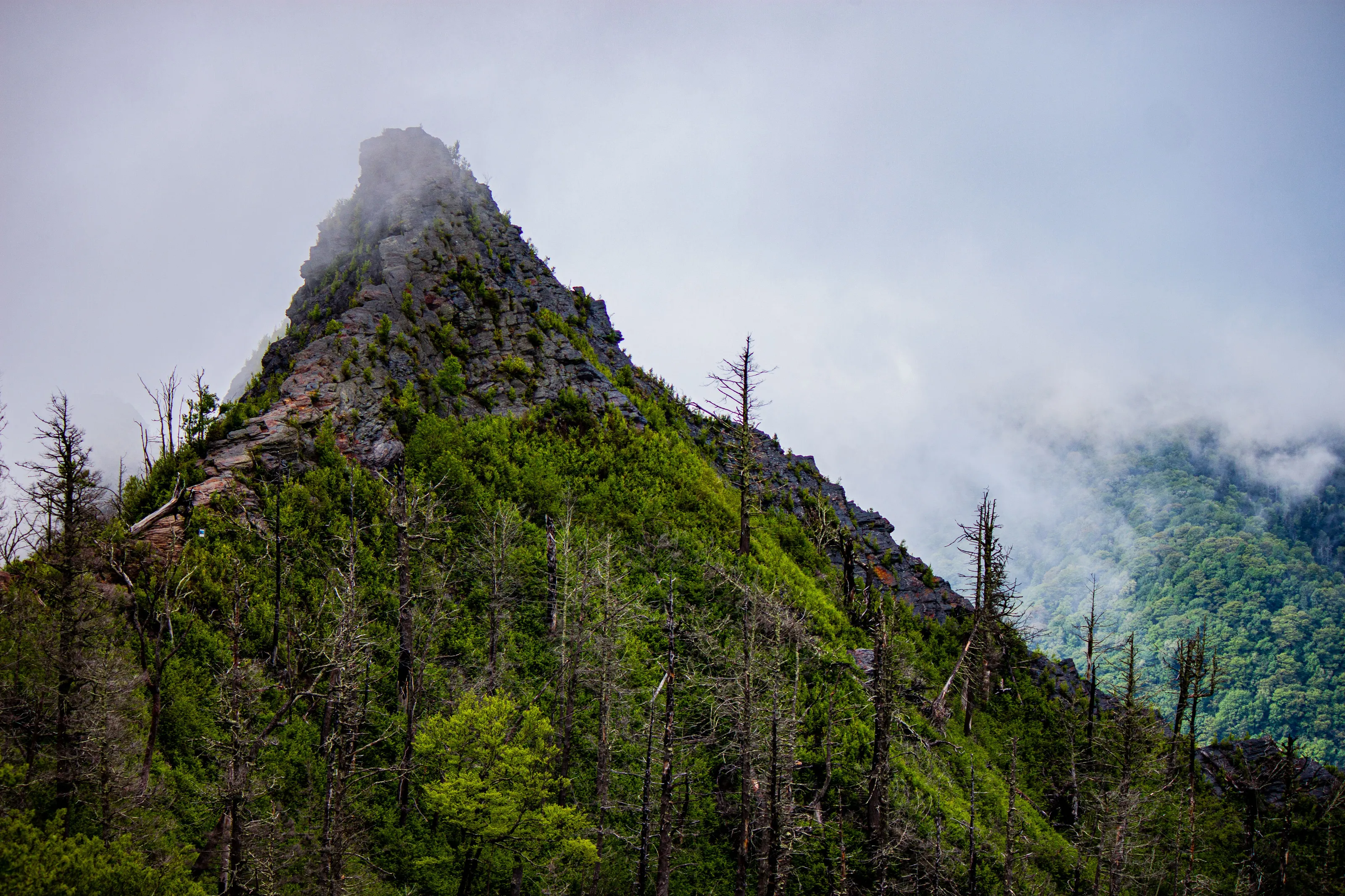 Smokiness Amongst the Green