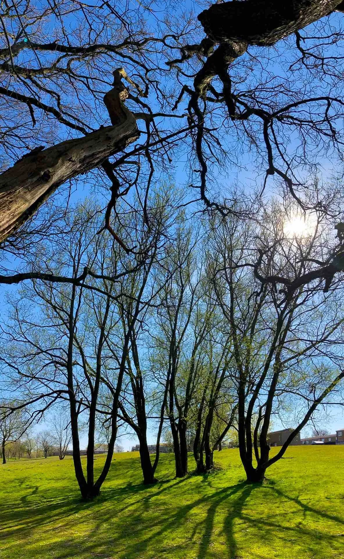 Beneath the distorted branches