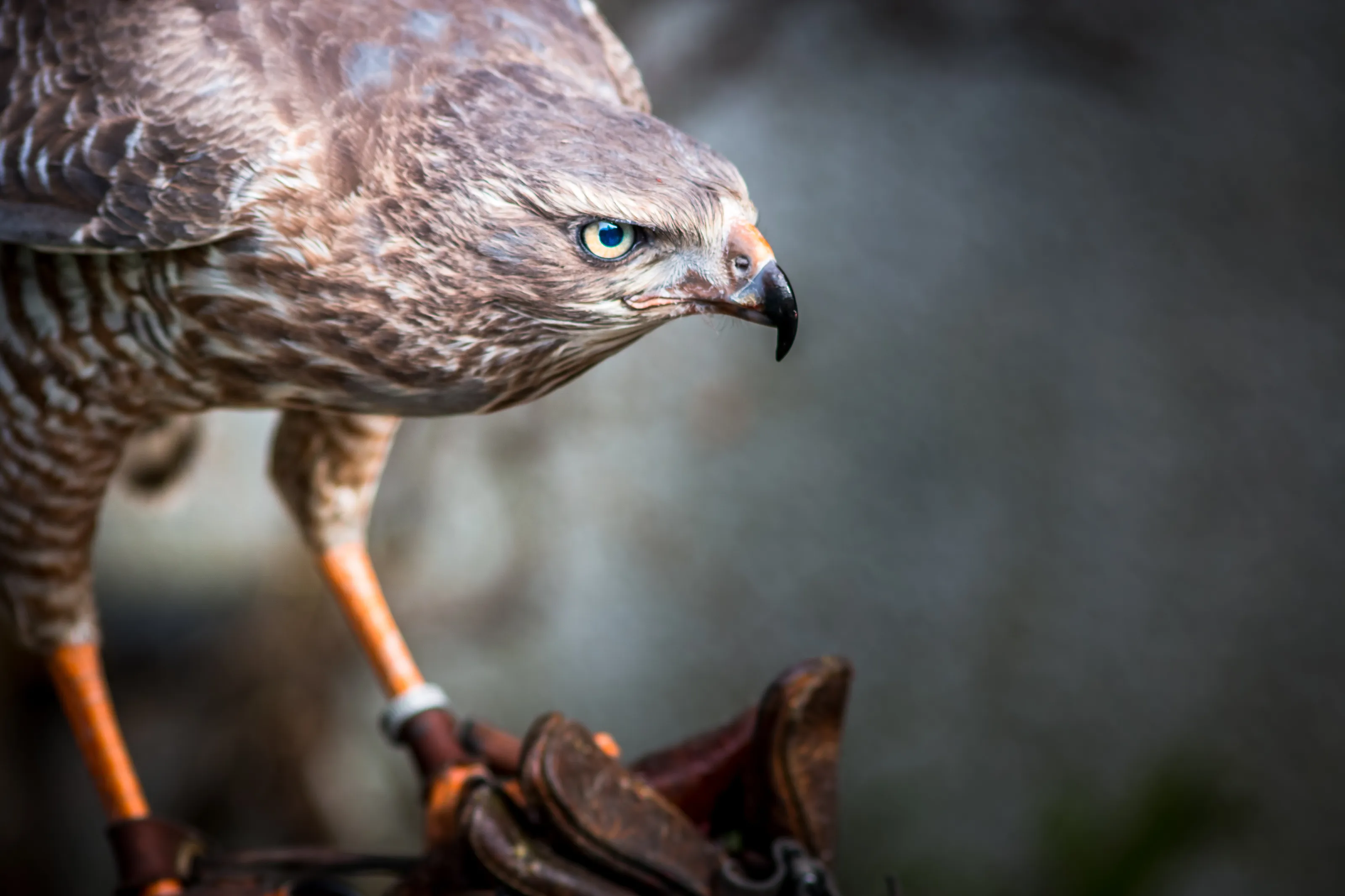 Bird of prey