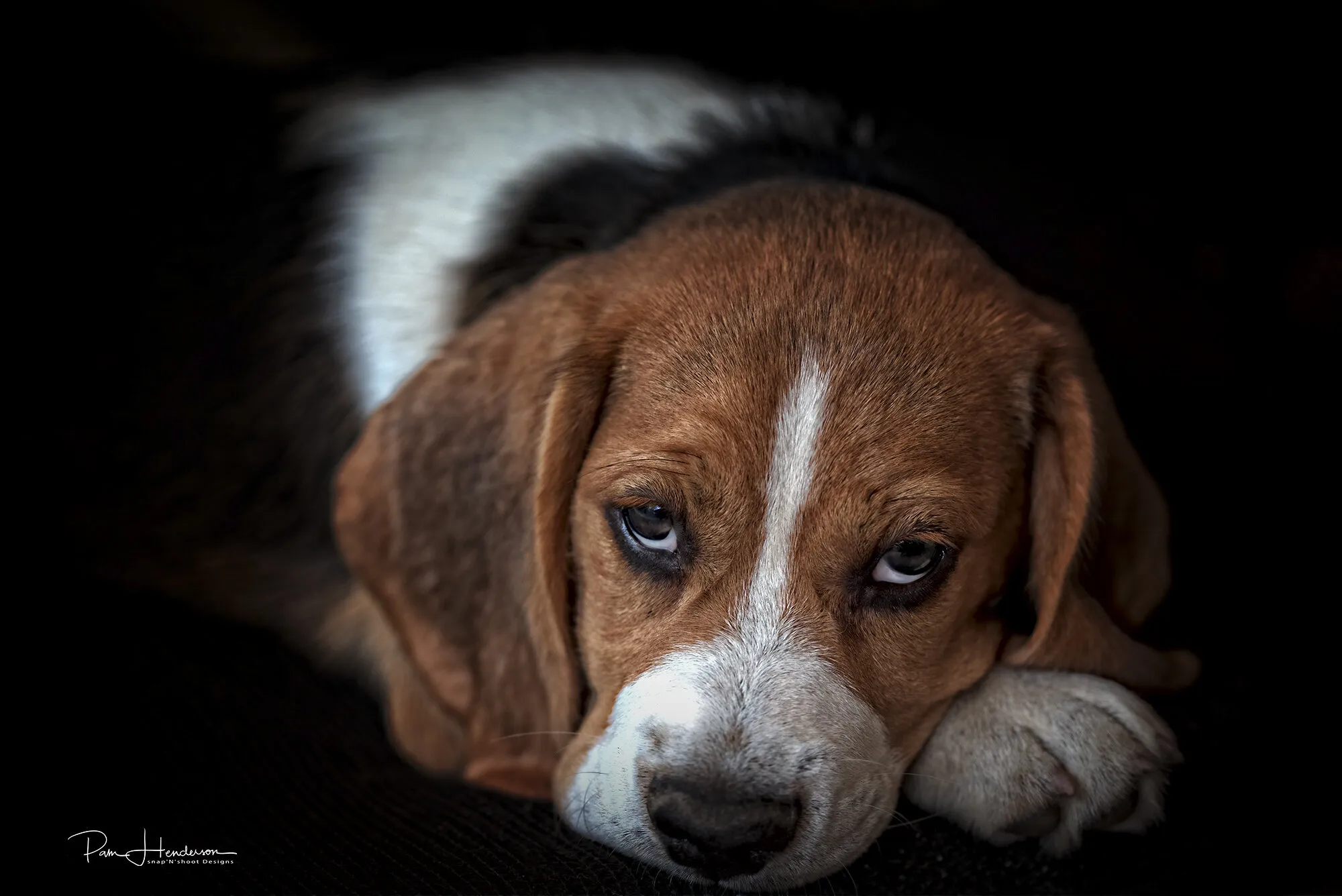 Buster the Beagle