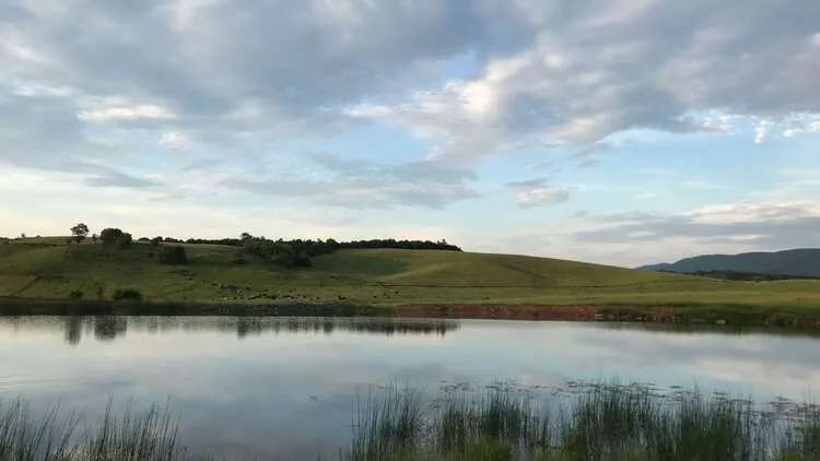 Pond