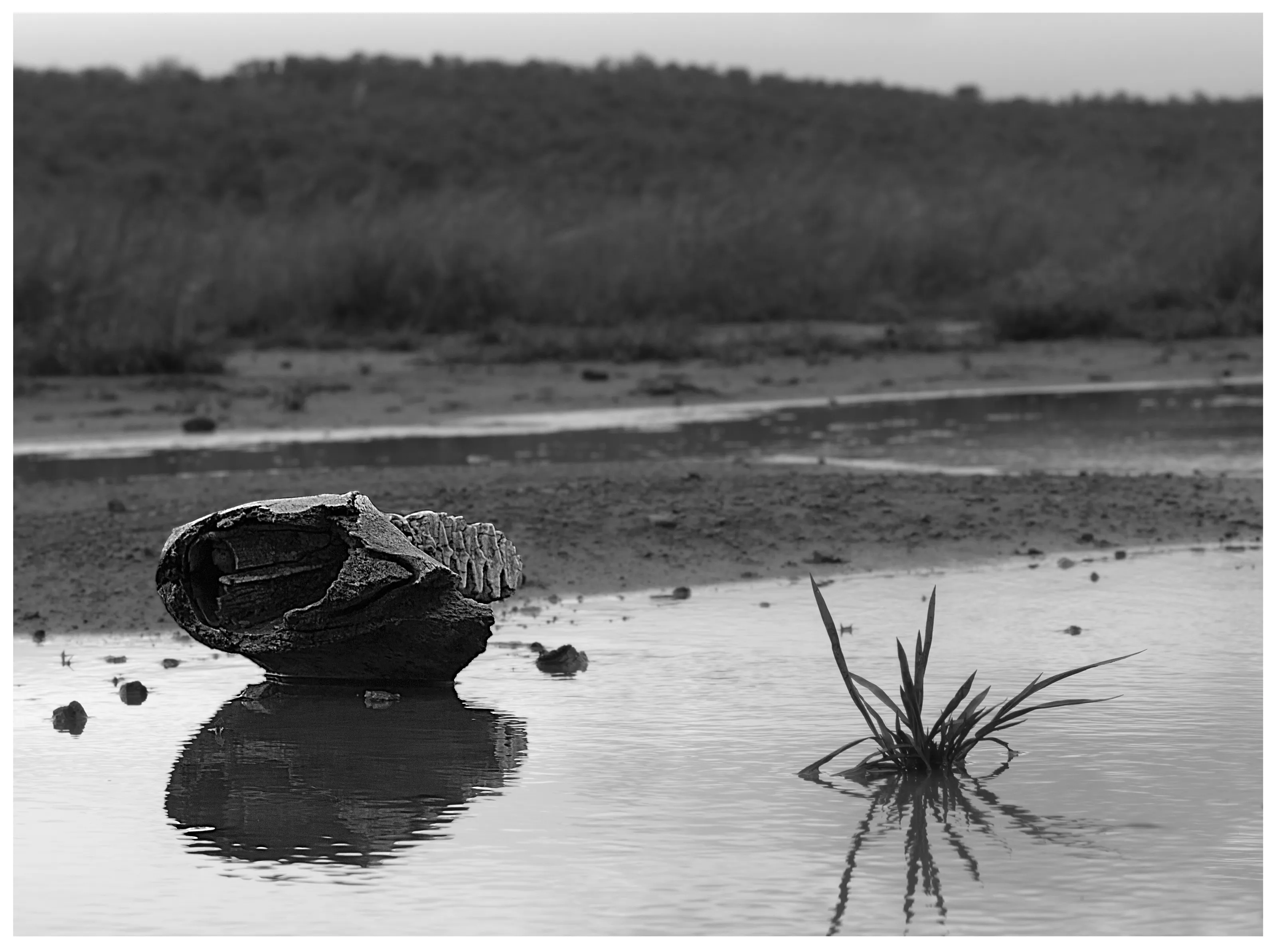 Jawbone Reflection