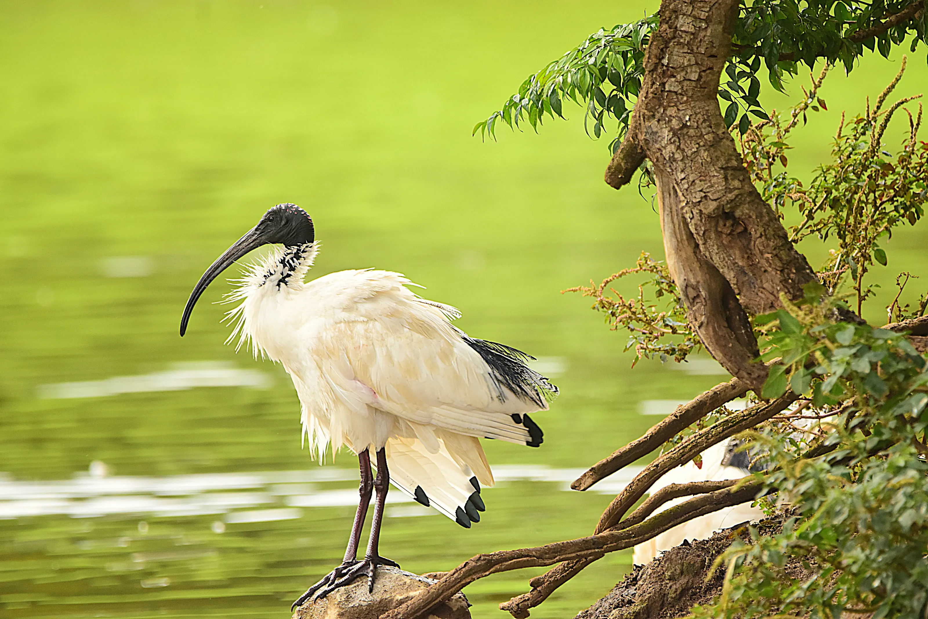 Australian white ibis