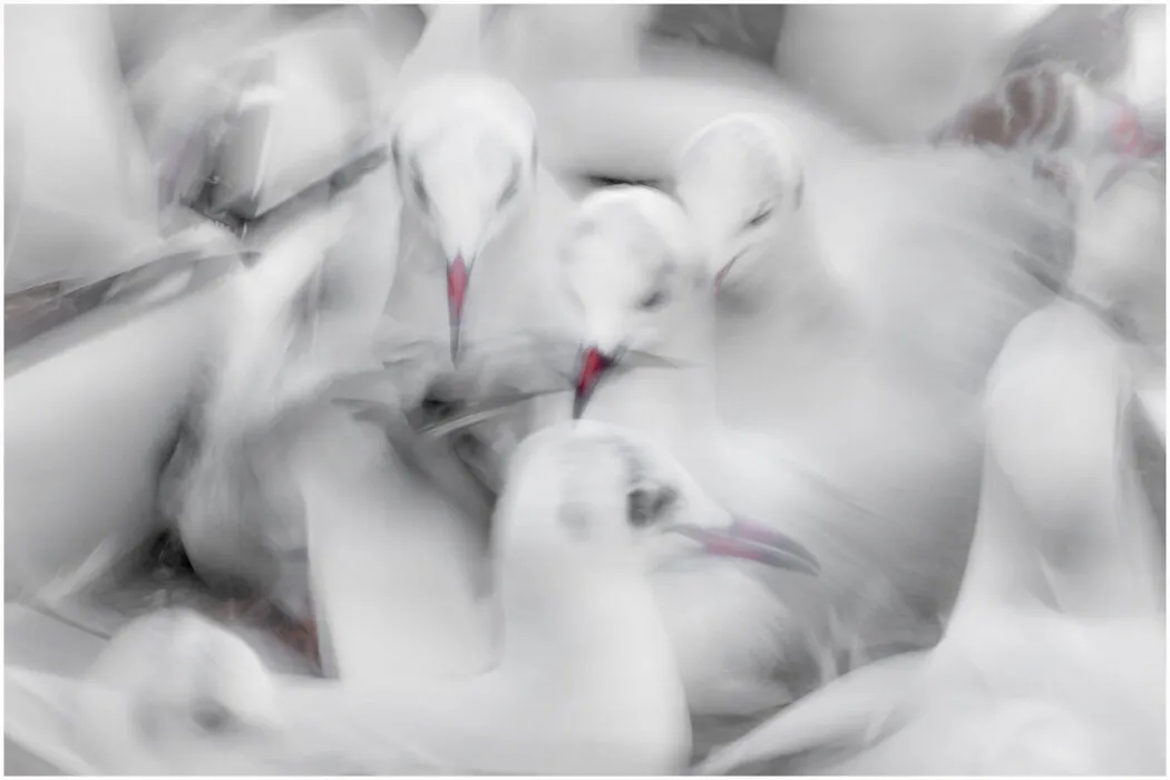 Gulls at feeding time