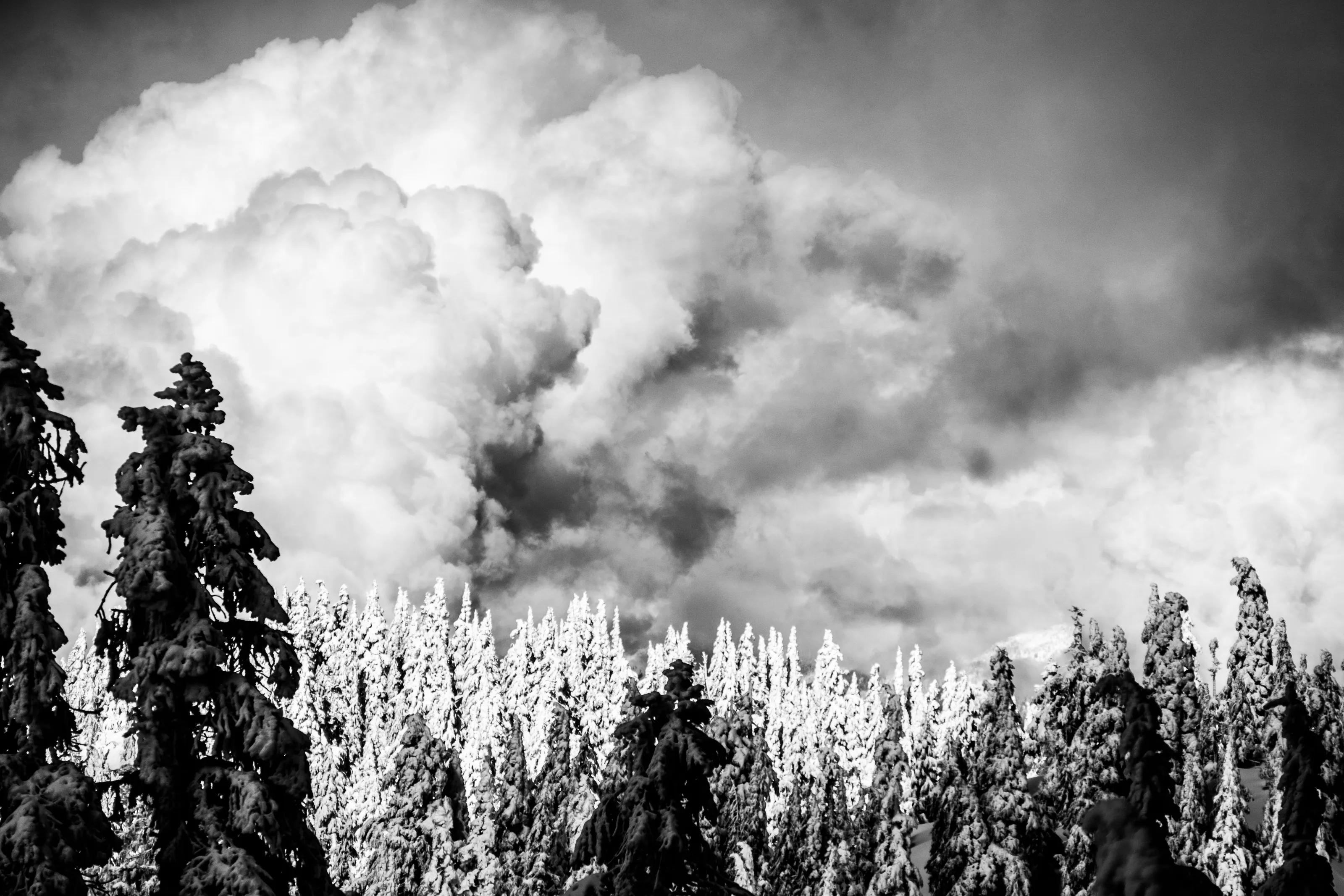 Winter Skies