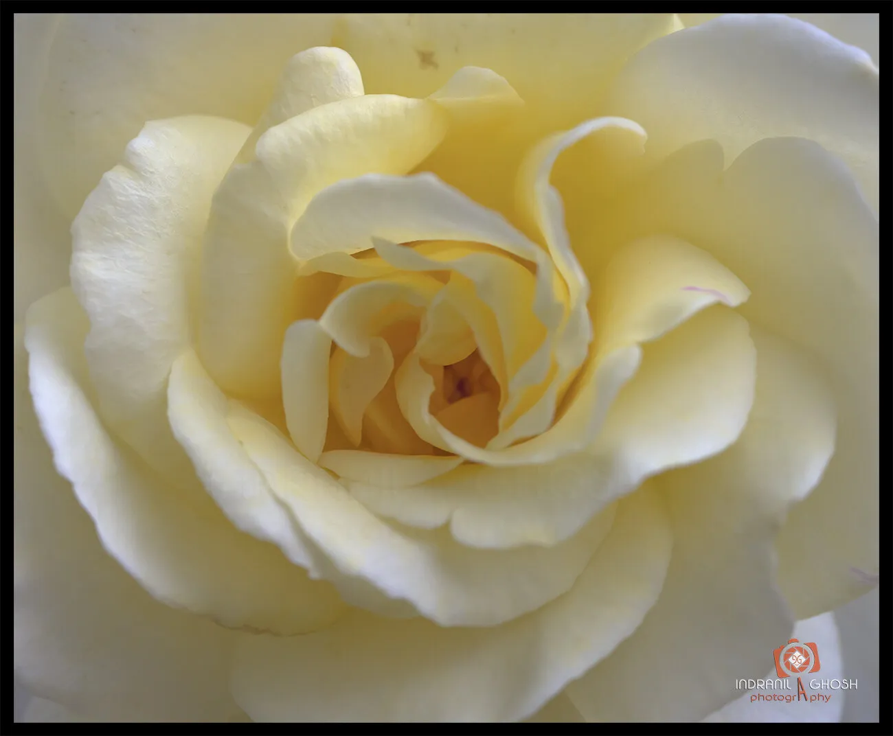Rose!
