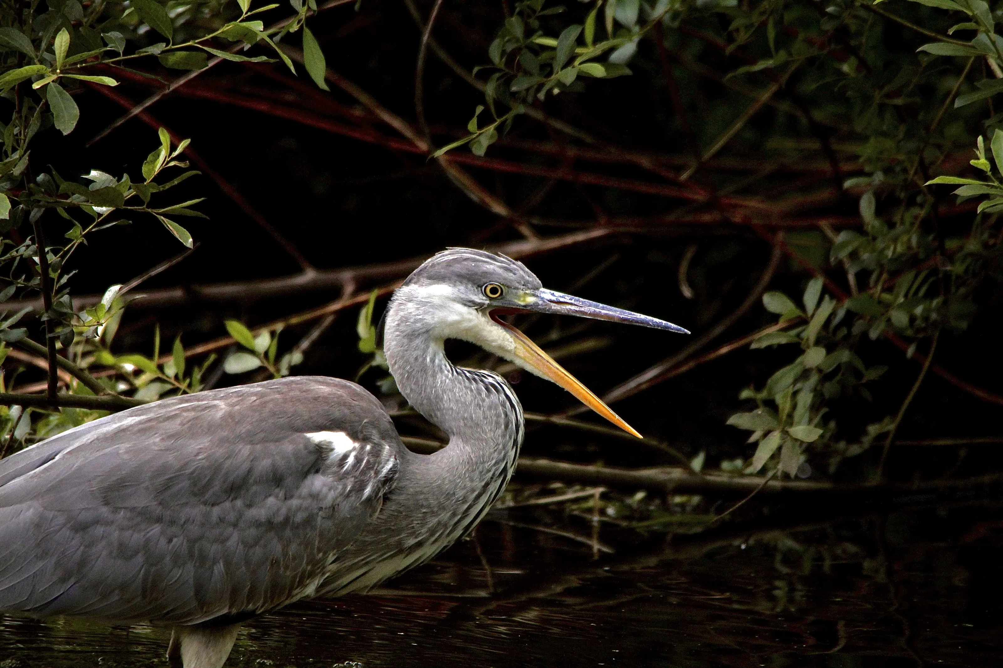 Beautiful heron