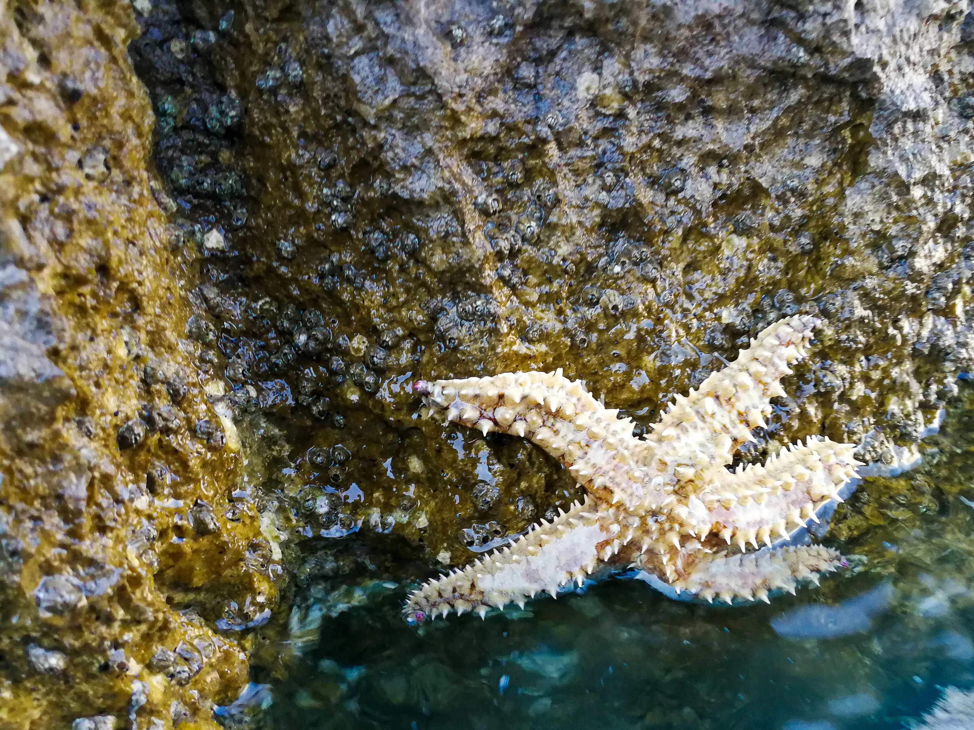 Starfish ⭐