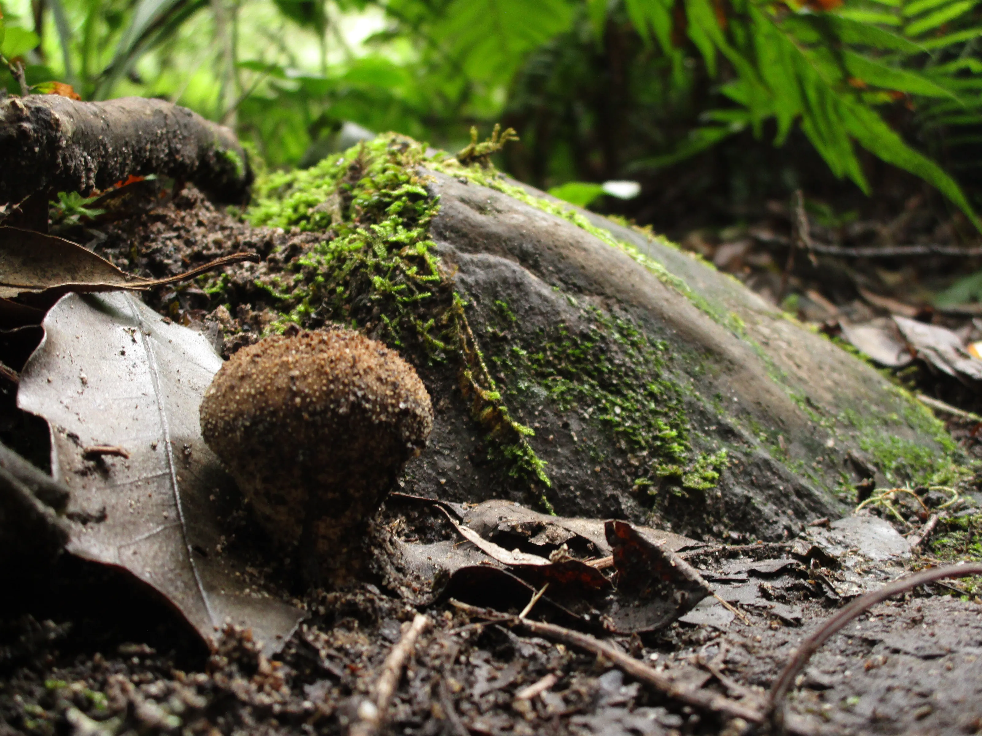 Mushroom