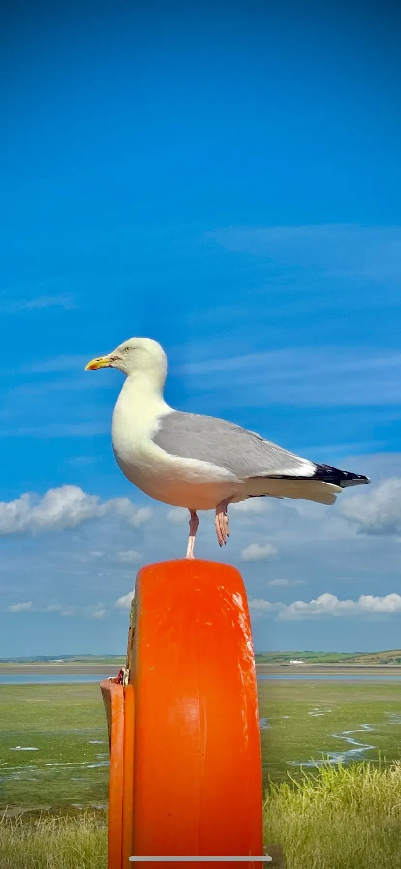 Banner image