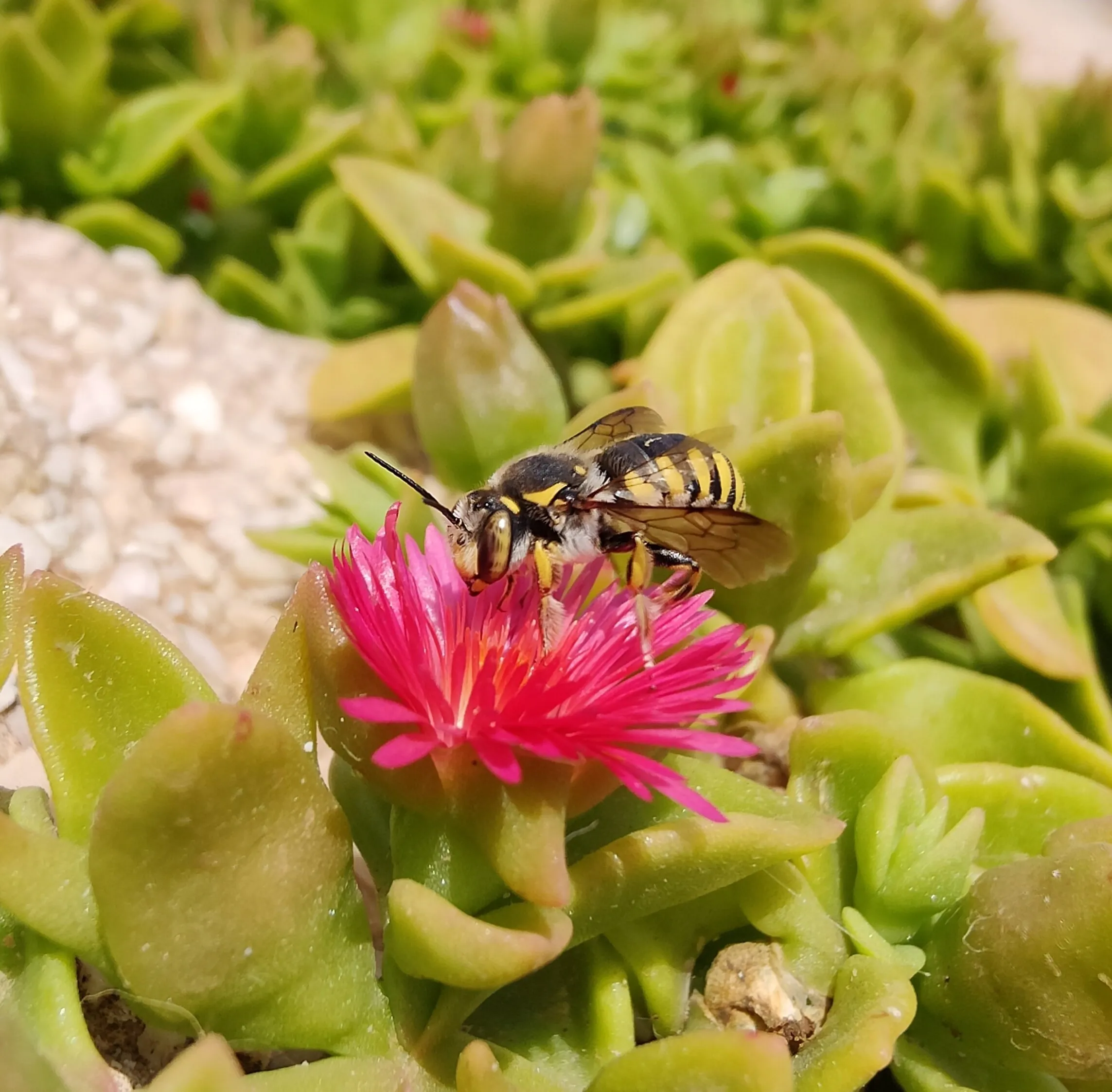 Anthidium florentinum